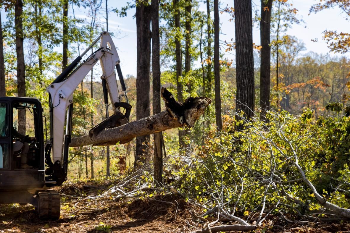 Excavator lifting a tree branch in a forest clearing, surrounded by trees and foliage.