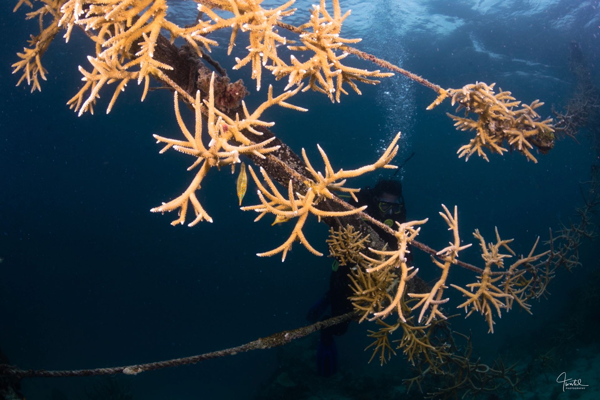 Coral fragments on ropes growing in the Viani Bay coral farm in Fiji 