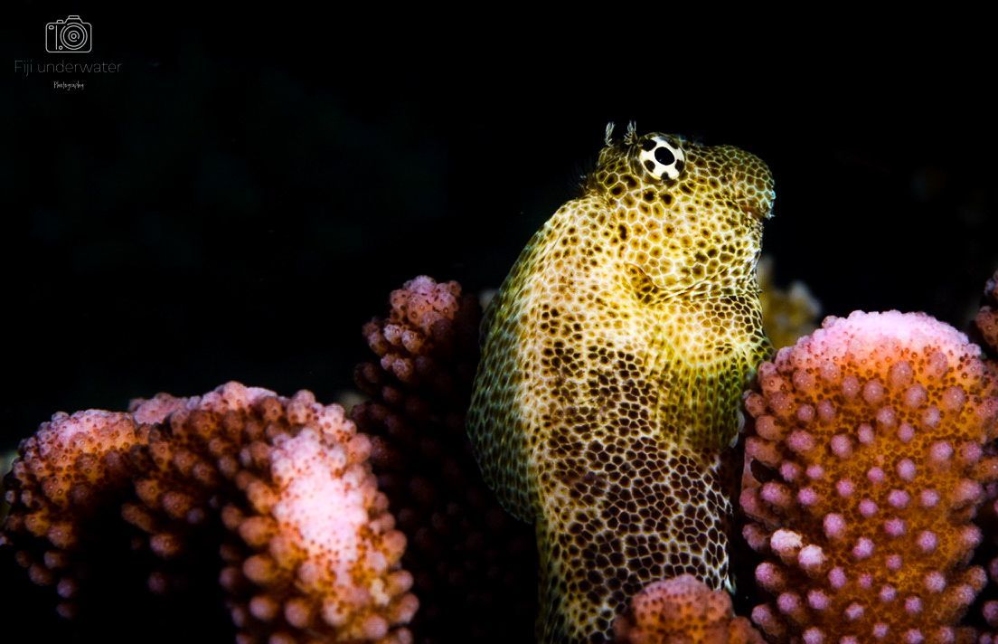 blenny  nestled into a hard coral 