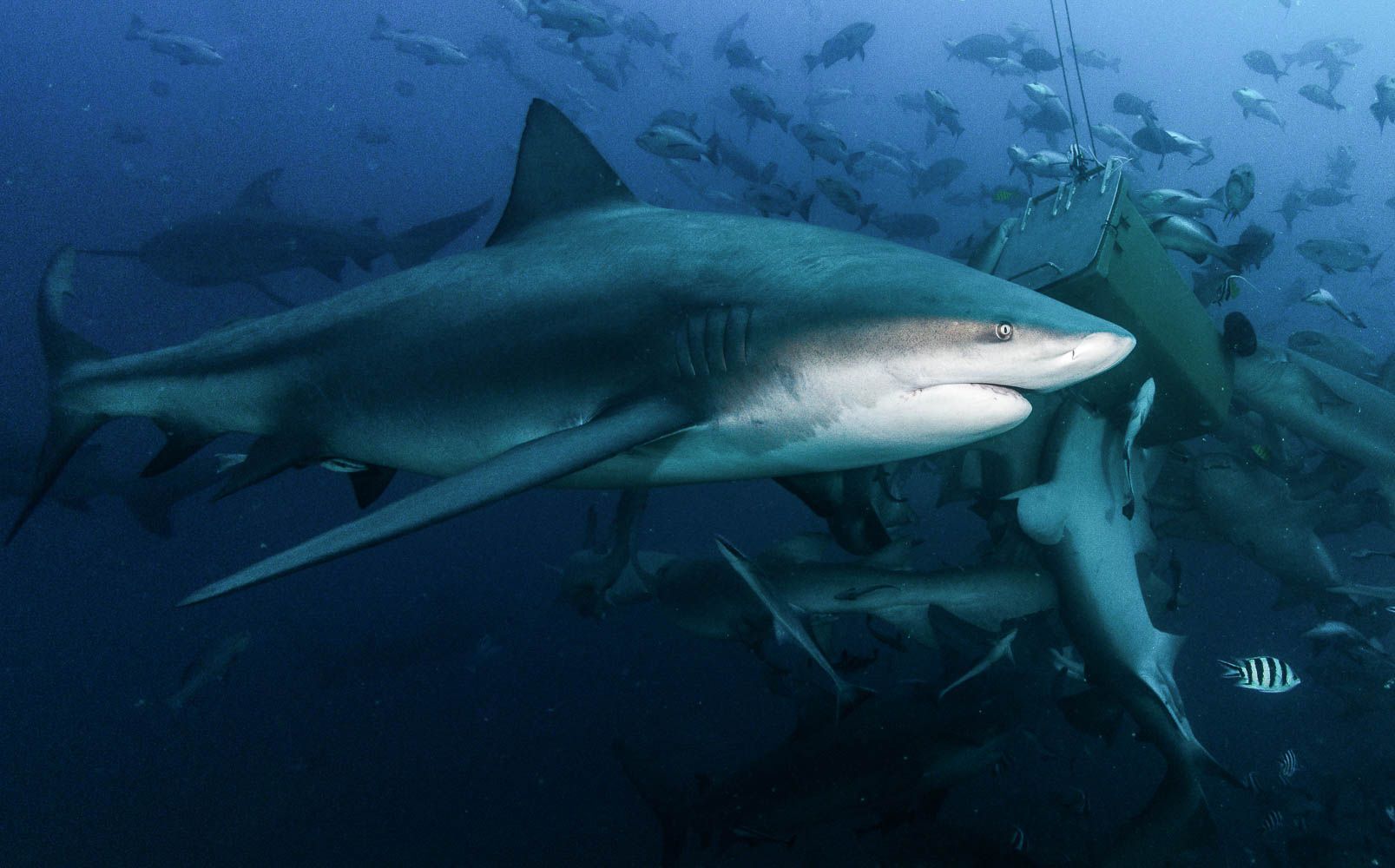 Shark dive Beqa
