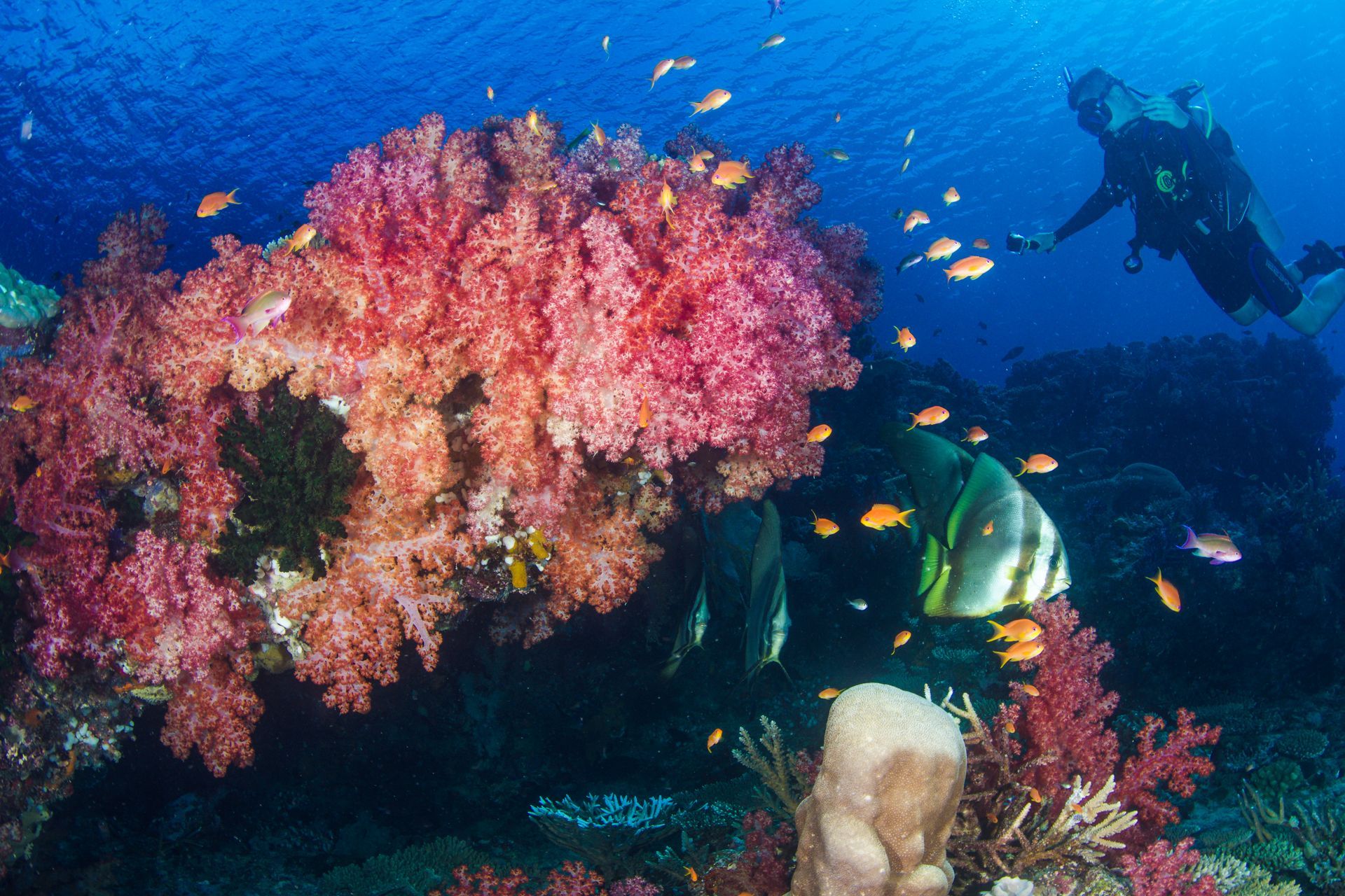 A diver exploring a soft coral covered reef with bat fish swimming on Rainbow reef in Fiji 