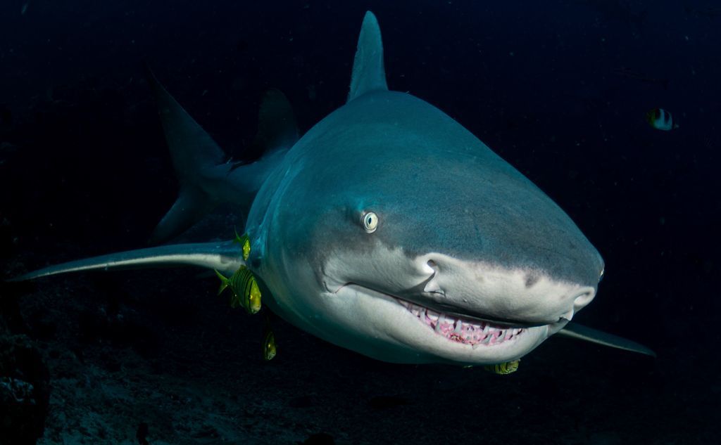 Lemon shark image, Fiji by Waterlust Fiji photography