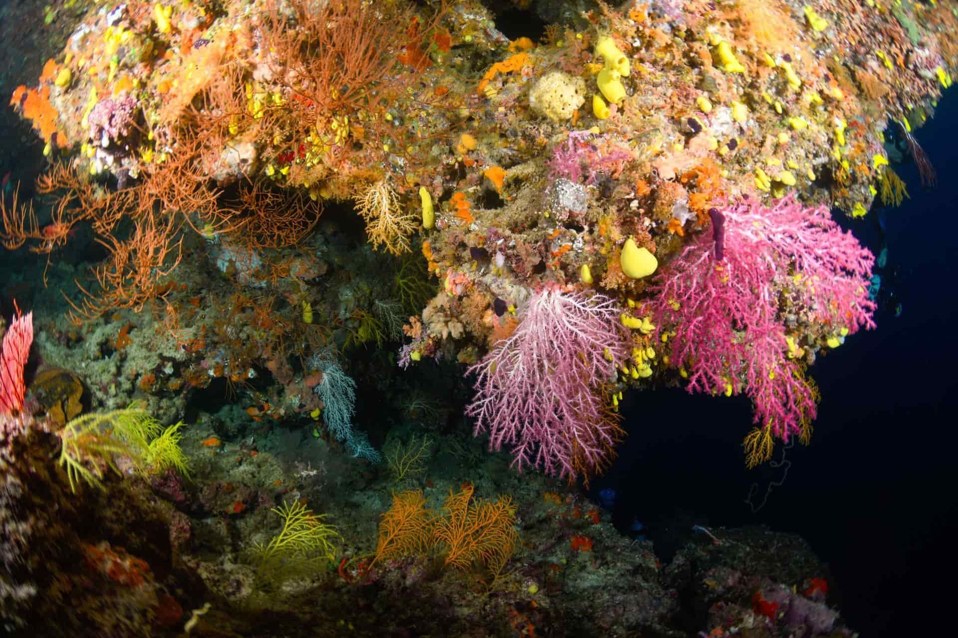 Hydroids at Beqa reef dive