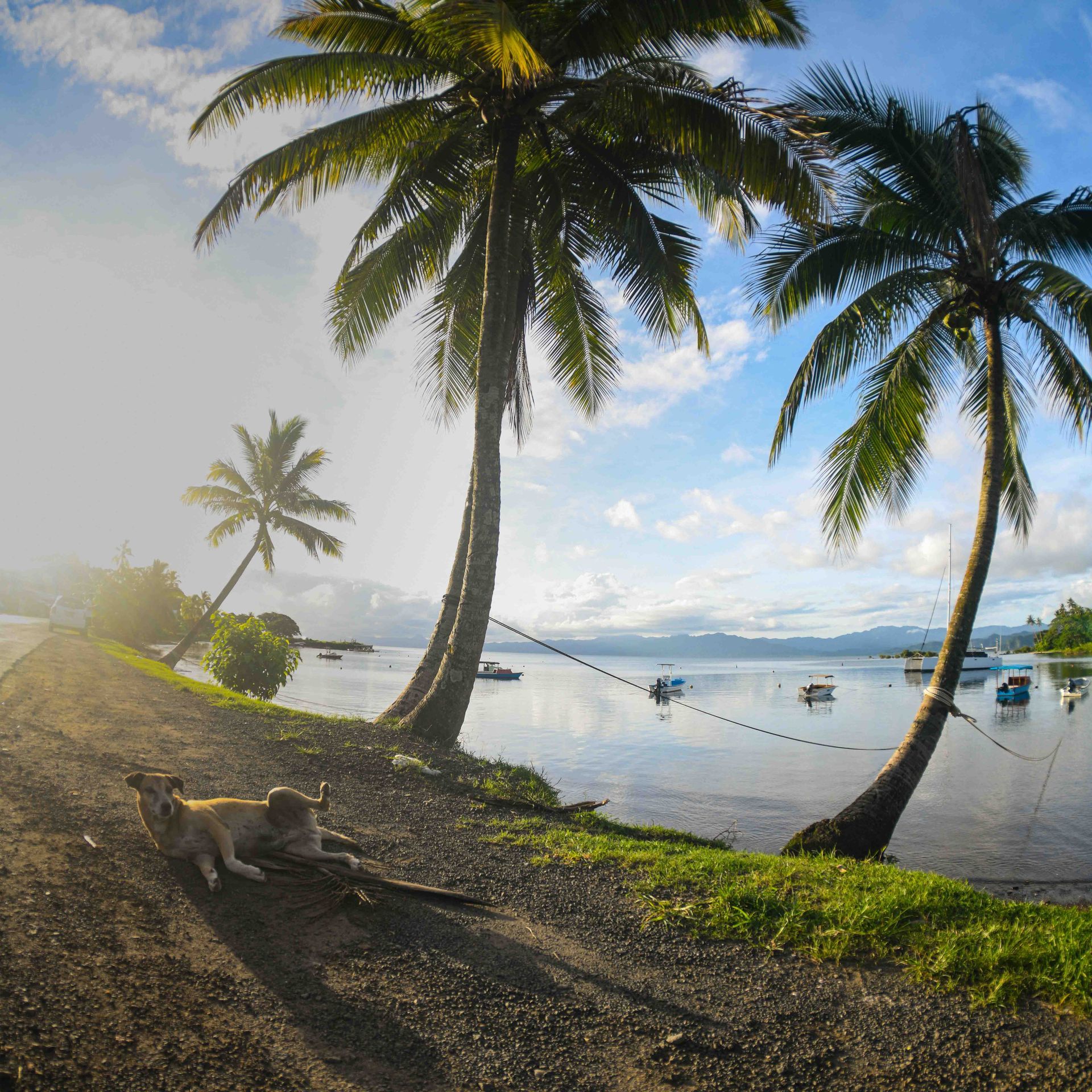 Coconut trees and small boats line the mainroad in Savusavu town Fiji 