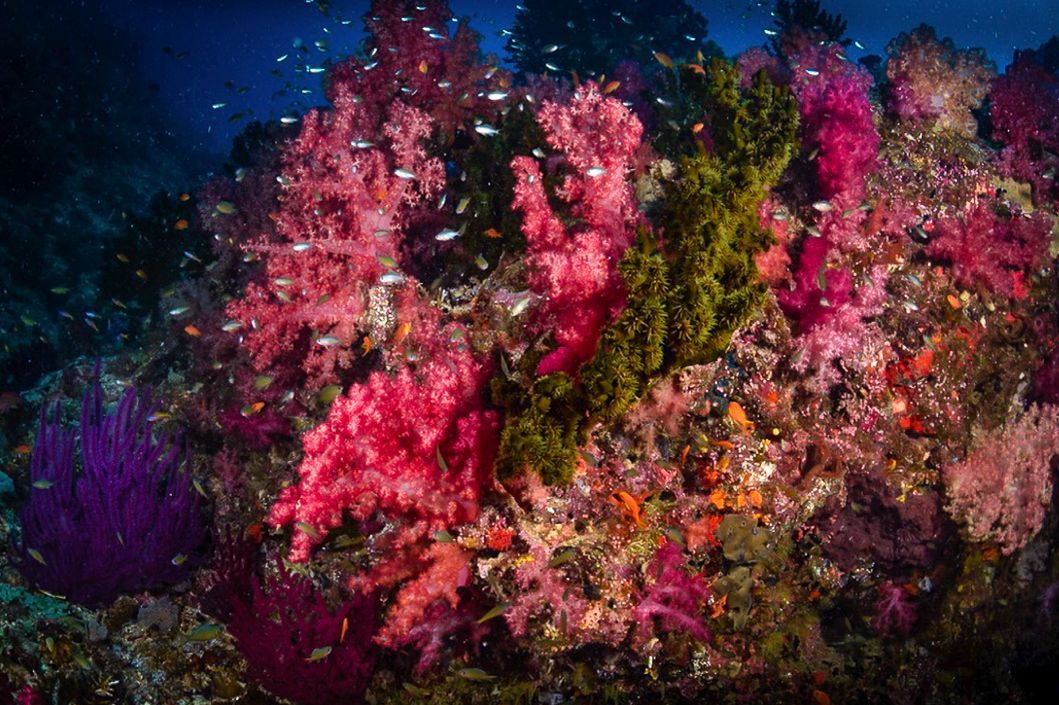 Pink soft corals with small fish schools on the Rainbow reef in Fiji 