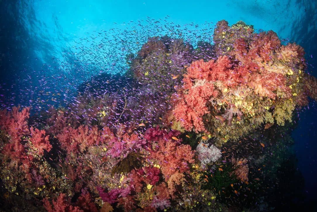 A technicolour soft coral reef in Fiji Islands at Namena Reserve, one of the most beautiful diving areas in Fiji