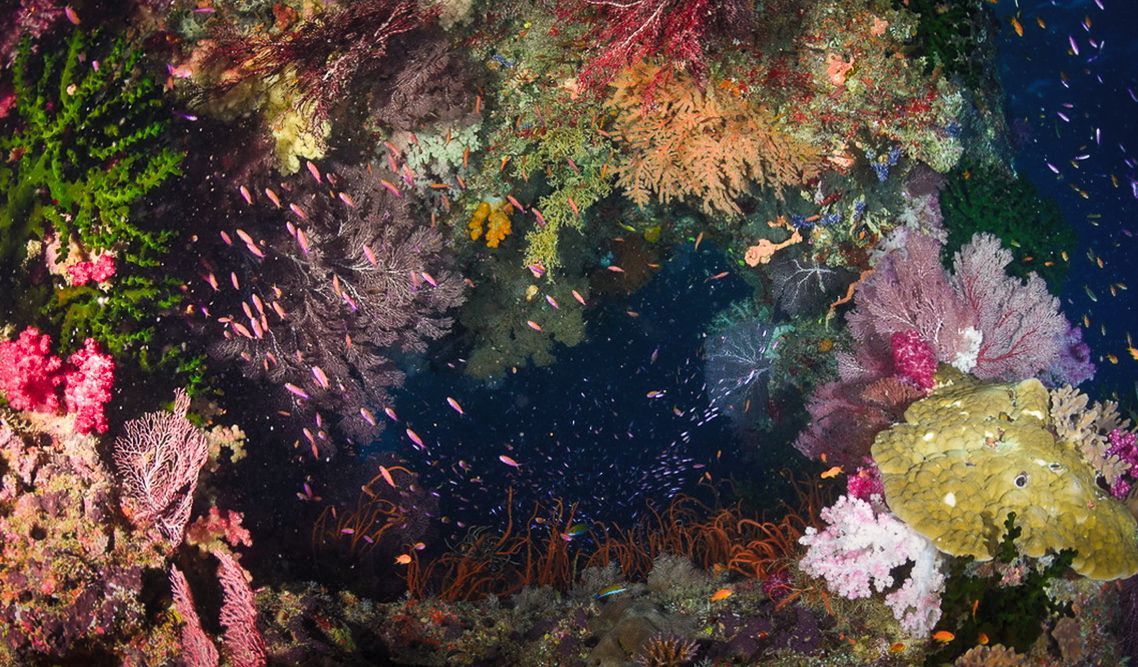 A soft coral covered window in the reef at Namena Reserve in Fiji 