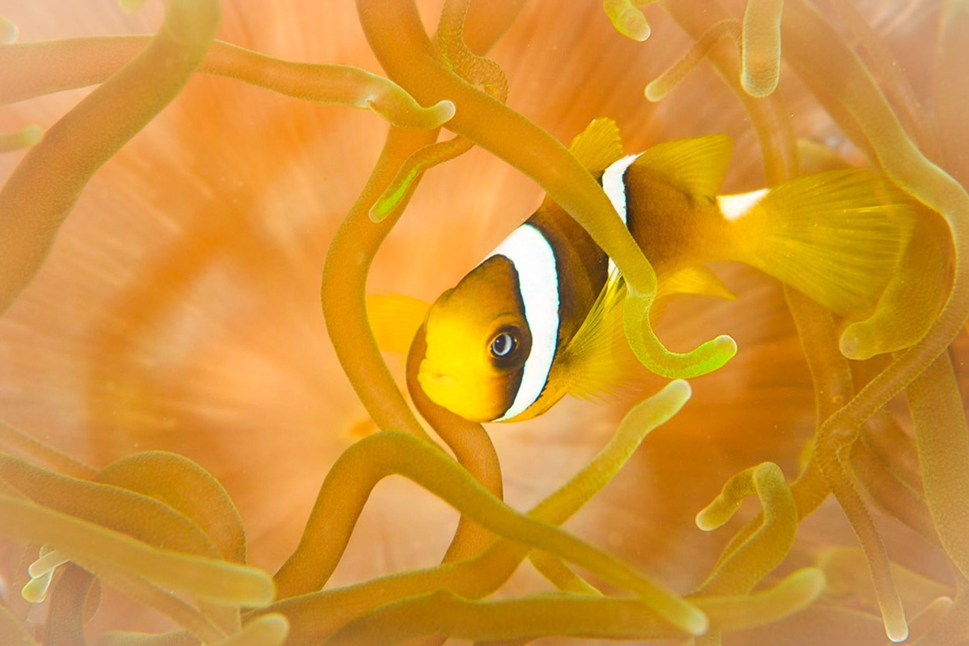 A small yellow clownfish nuzzles into the tentacles of an anemone in Fiji 