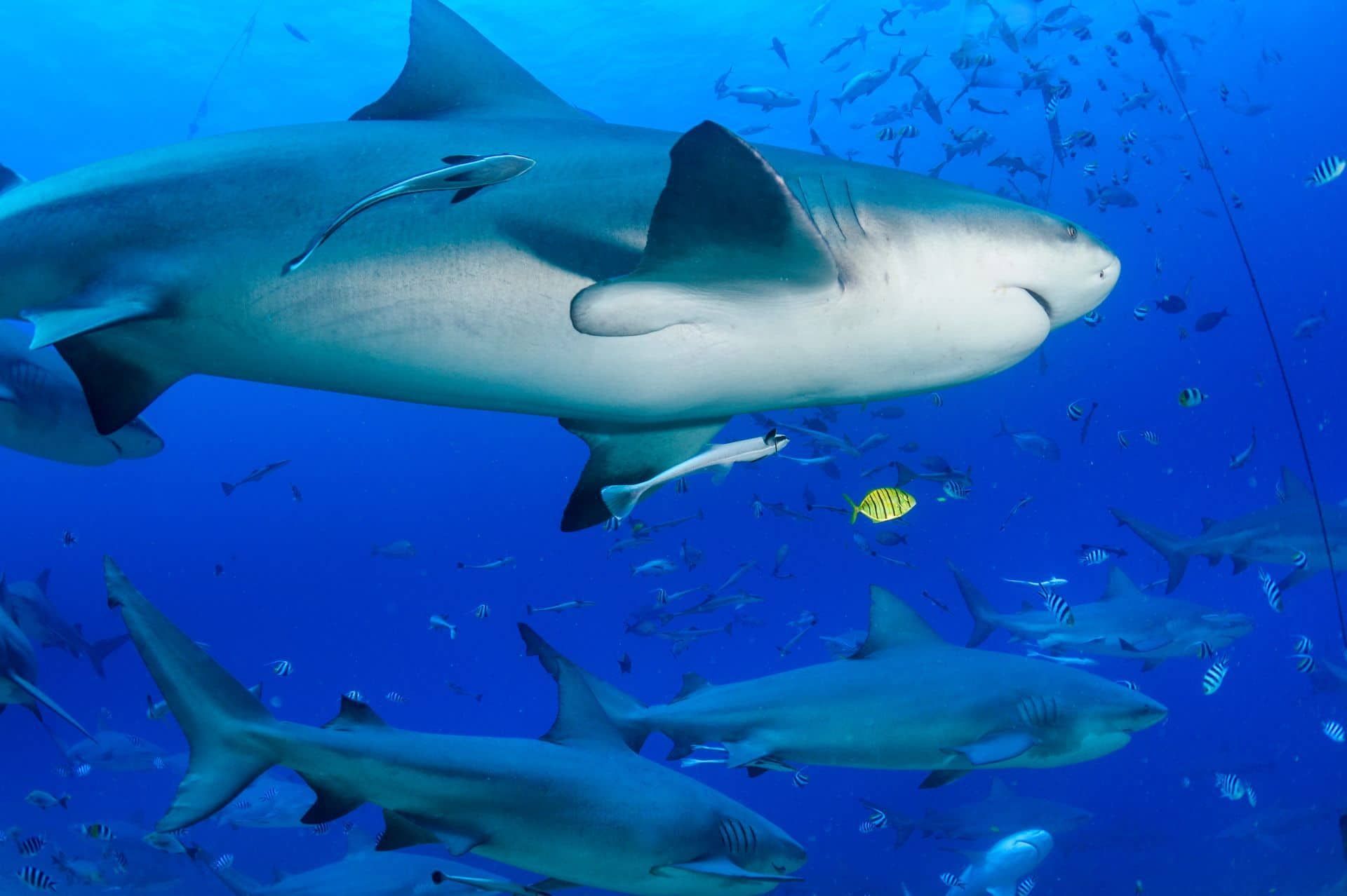 Bull sharks swimming in a row in Fiji's clear blue ocean. Taken on 'Soft Corals and sharks' - best of Fiji dive package