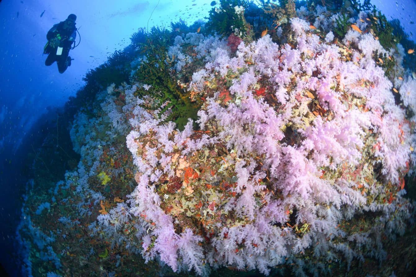 White dendronethphya corals in full bloom on the Great White Wall , an iconic dive site in Fiji