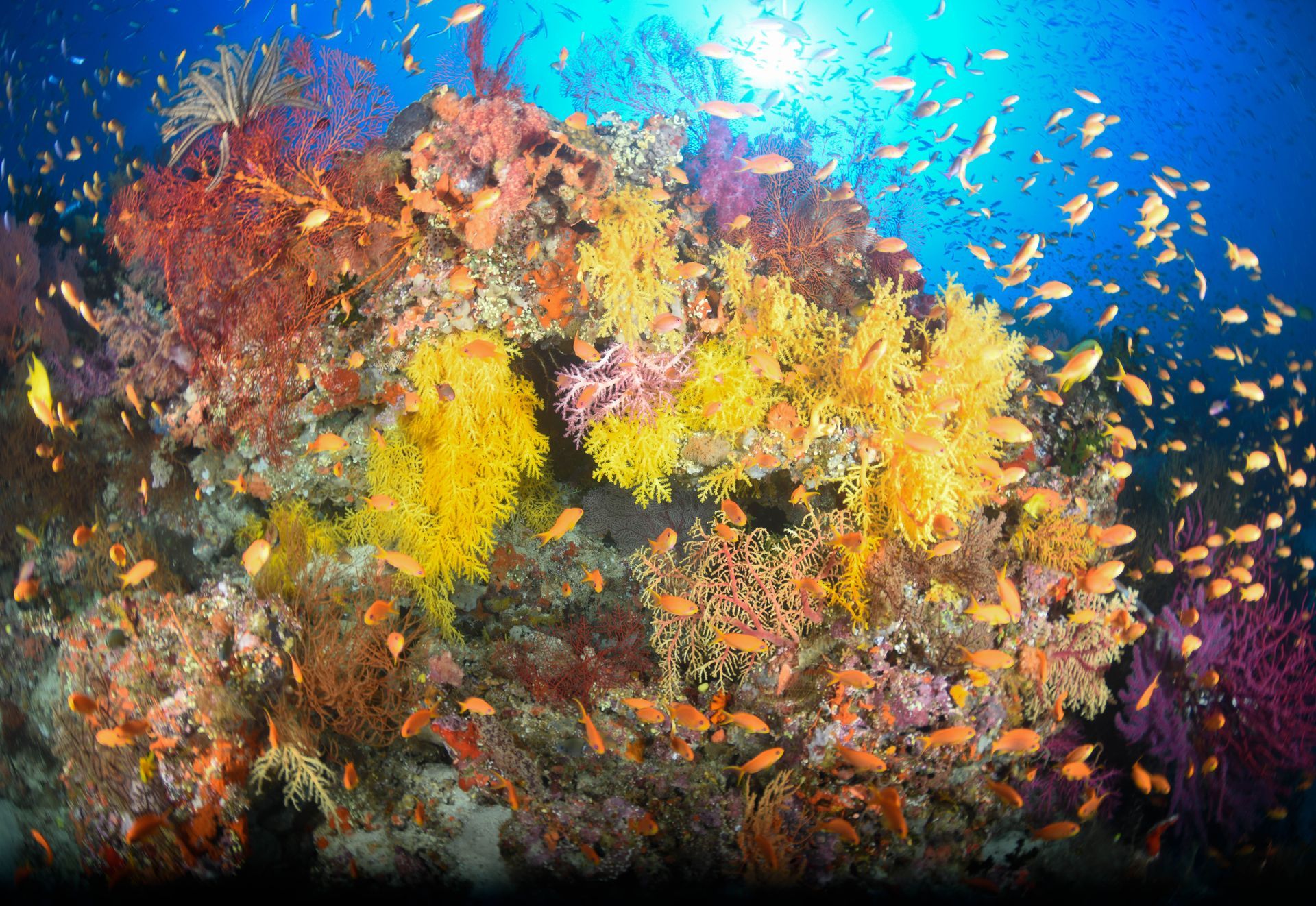 Small orange fish swim over a soft coral reef covered in yellow, red and purple corals in Bligh Water in Fiji , one of the best dives in Fiji called Instant Replay