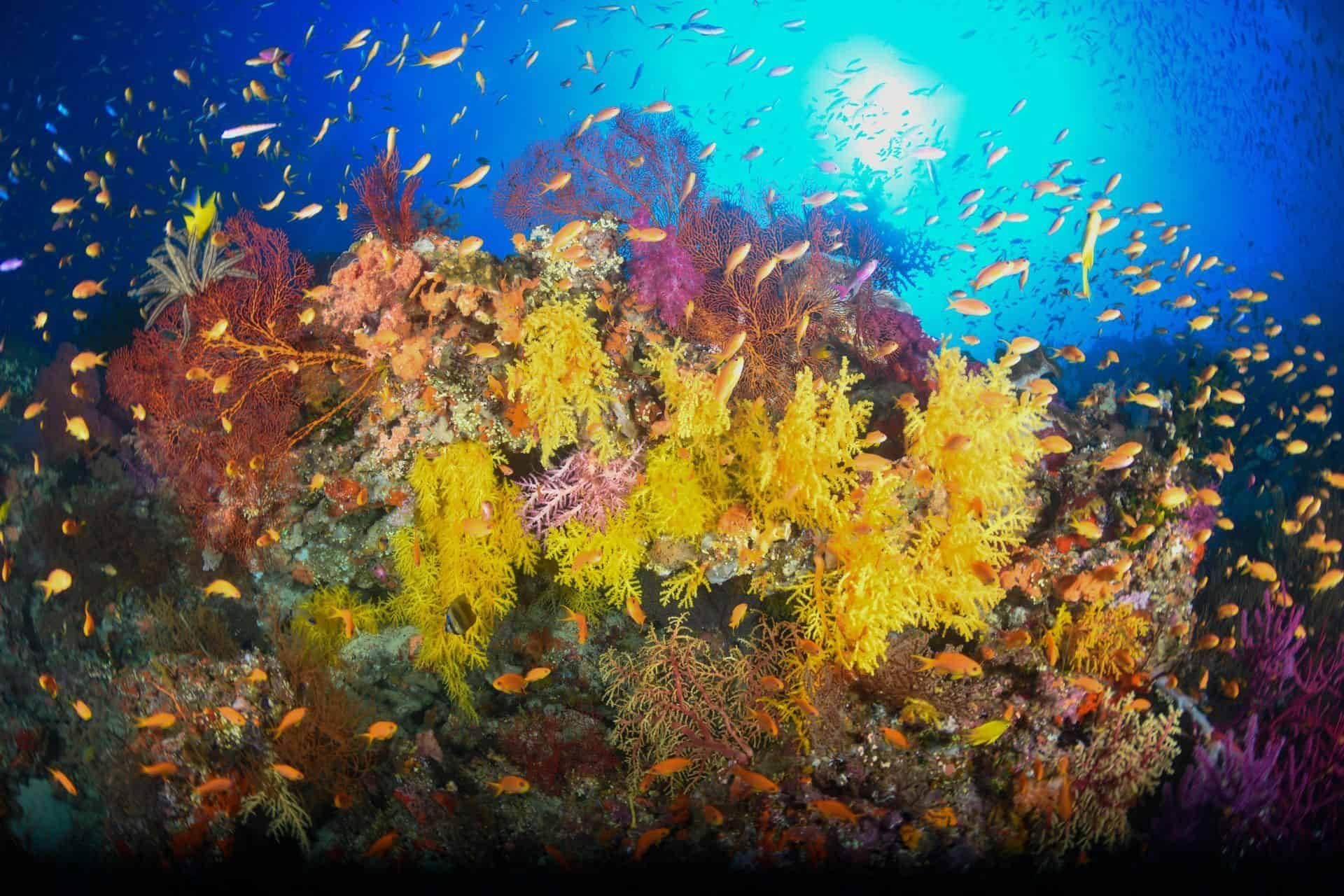 A yellow soft coral covered  reef in Bligh Water, Fiji Islands on one of the spectacular dive sites on  a 7 day all inclusive package to Volivoli Beach Resort 