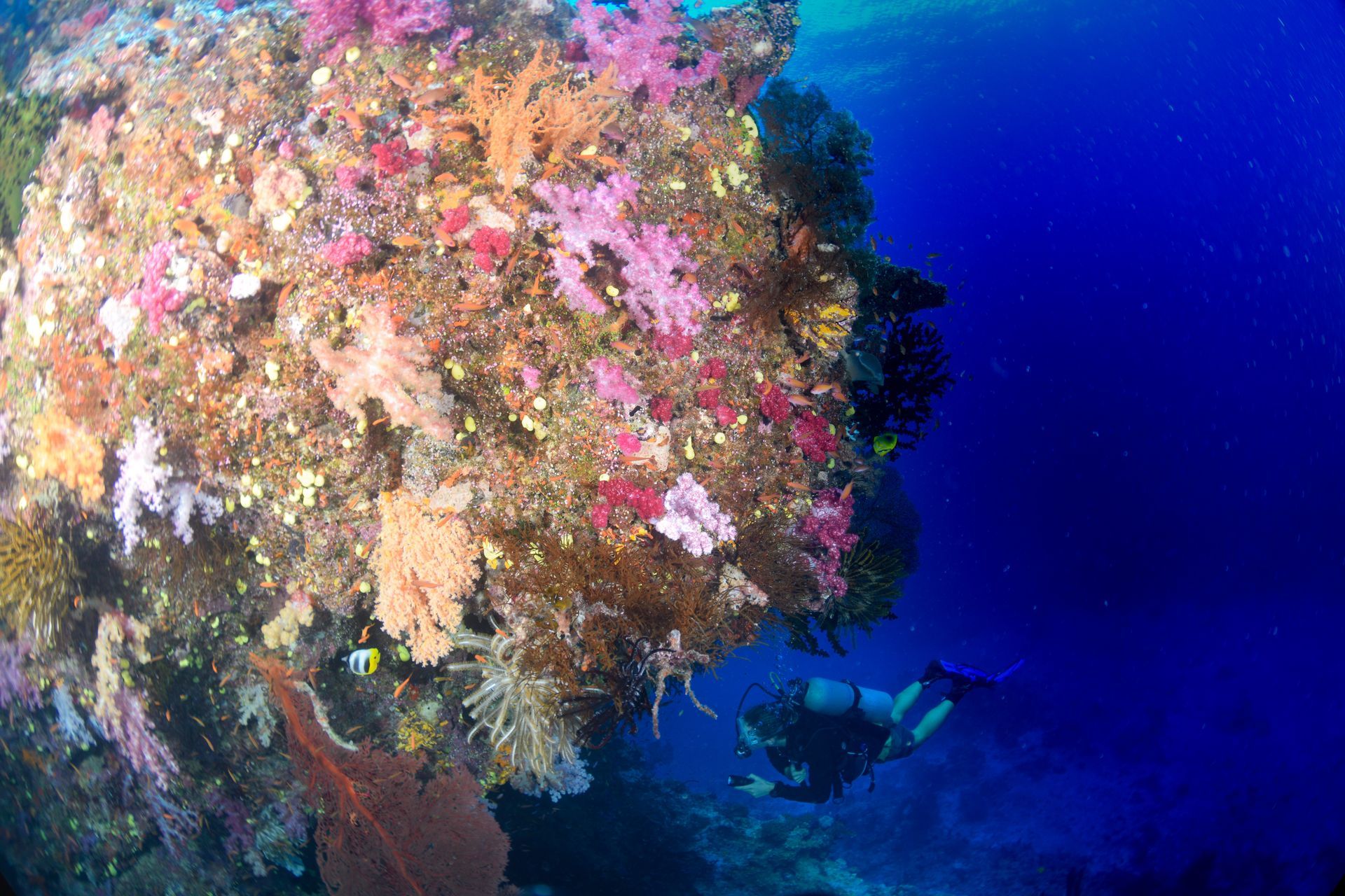 A diver explores a vibrantly coloured soft coral covered reef in Fiji 