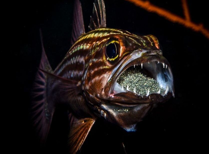 cardinal fish holding eggs in his mouth photograph by Alison Smith 