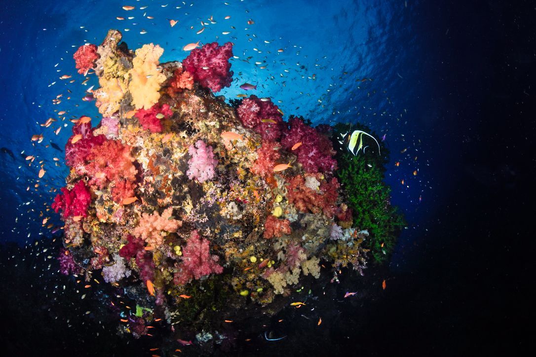 Pink, red and yellow corals on the Rainbow reef 
