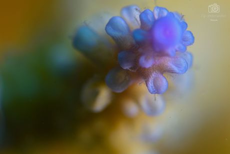 The purple tip of a corallite branch on an acropora hard coral in Fiji 
