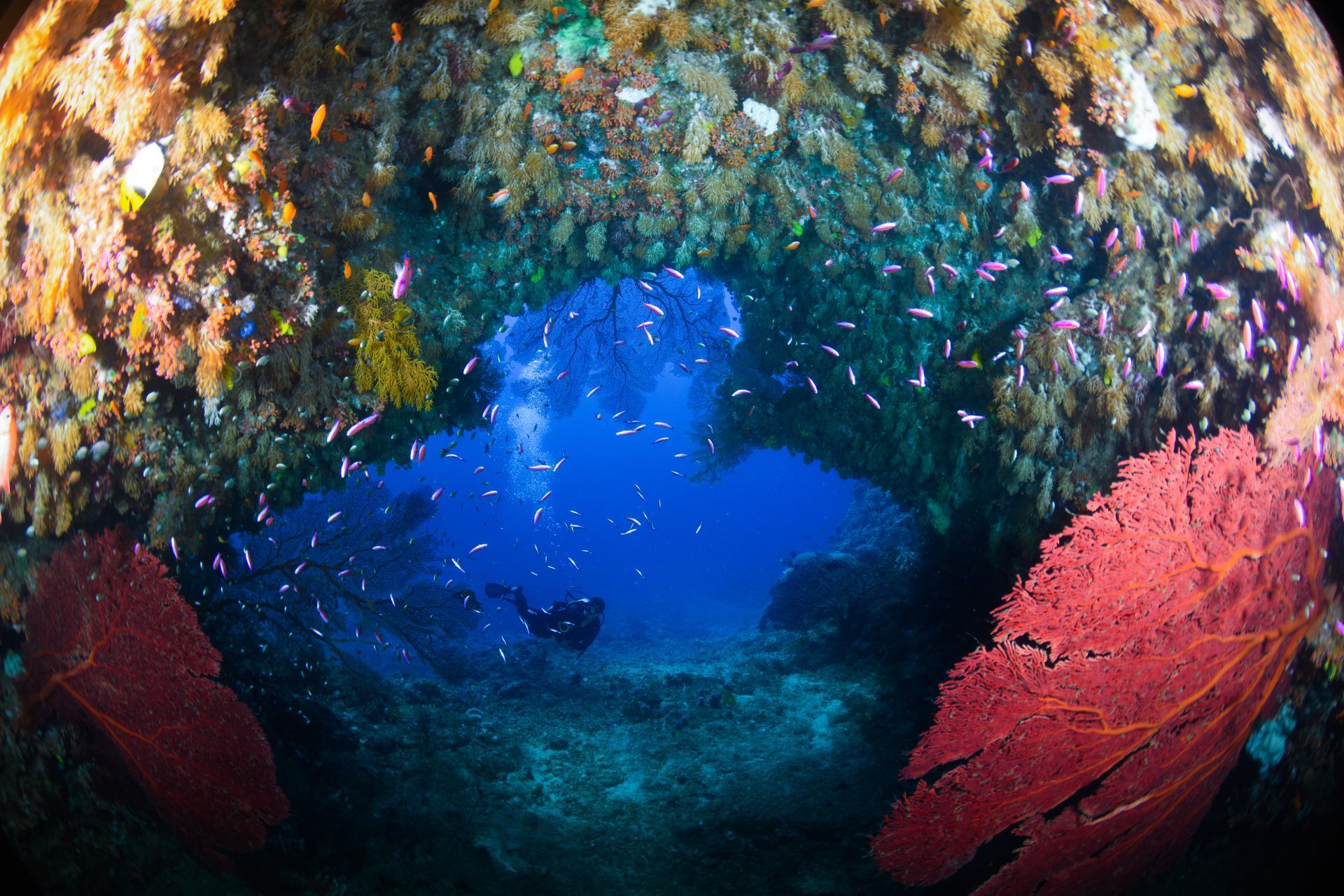 An underwater passage through a coral reef decorated with soft corals which is visited by Fiji divers in Beqa Lagoon