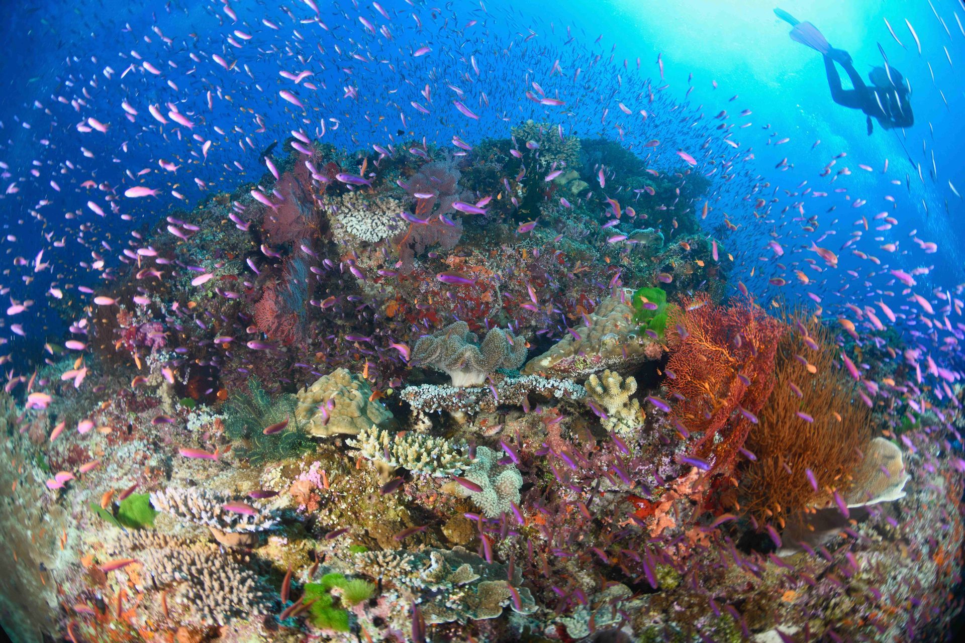 A diver in the blue swimming over a coral reef covered in small tropical fish on a dive site known as 'Black magic mountain' in Bligh Water, Fiji