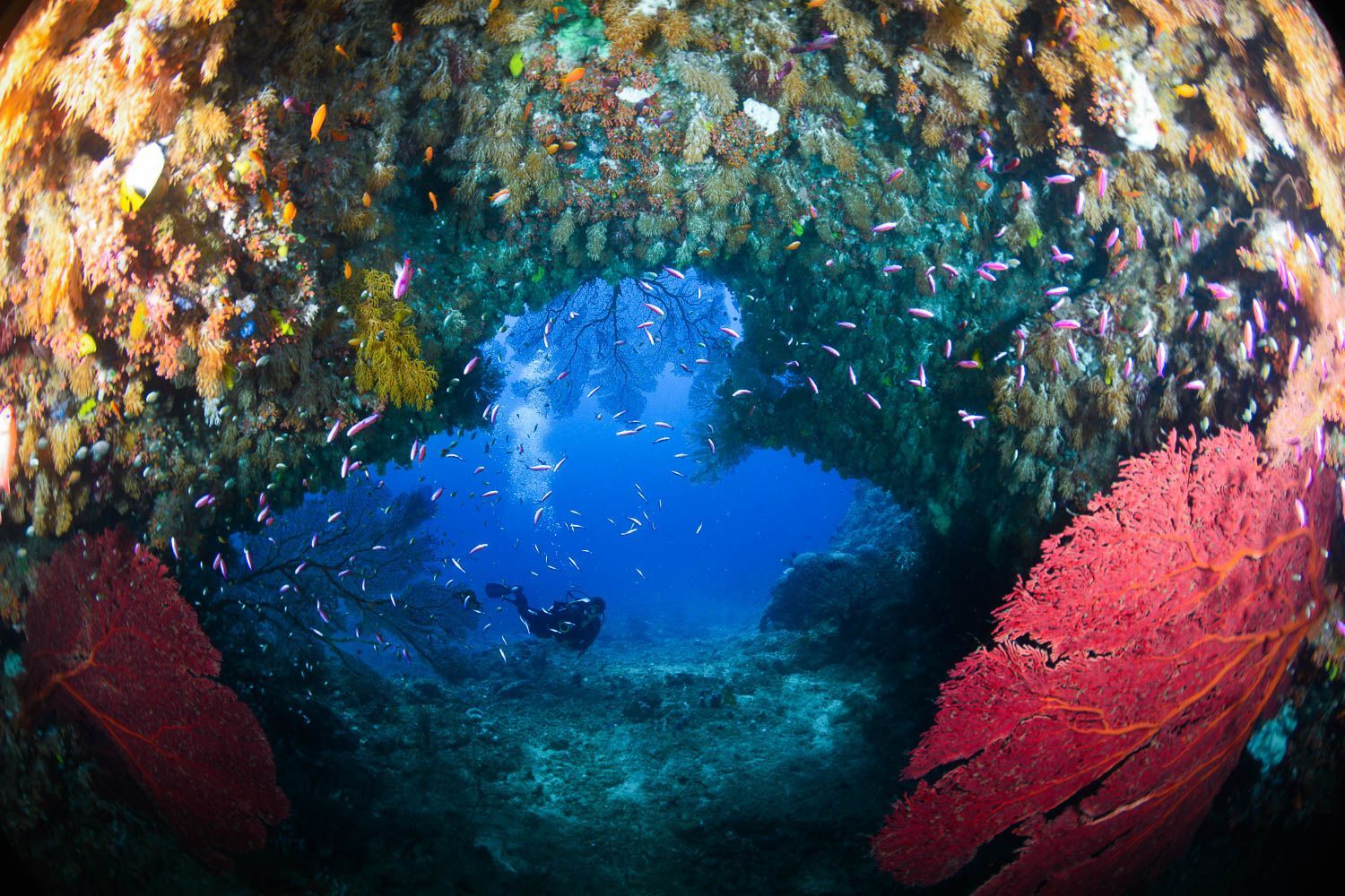 A diver swims through the tunnel in the coral reef in Fiji visiting Beqa Lagoon Resort.