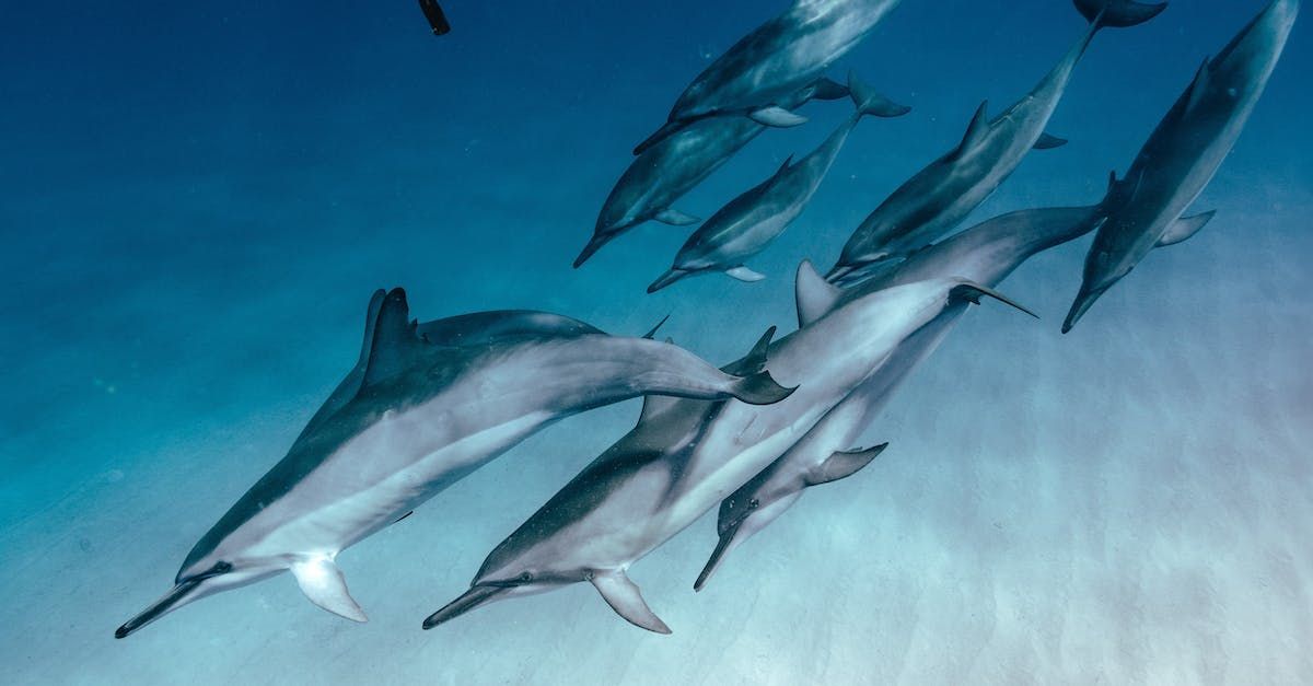 A pod of dolphins in shallow water at the Great Astrolabe reef in Fiji 