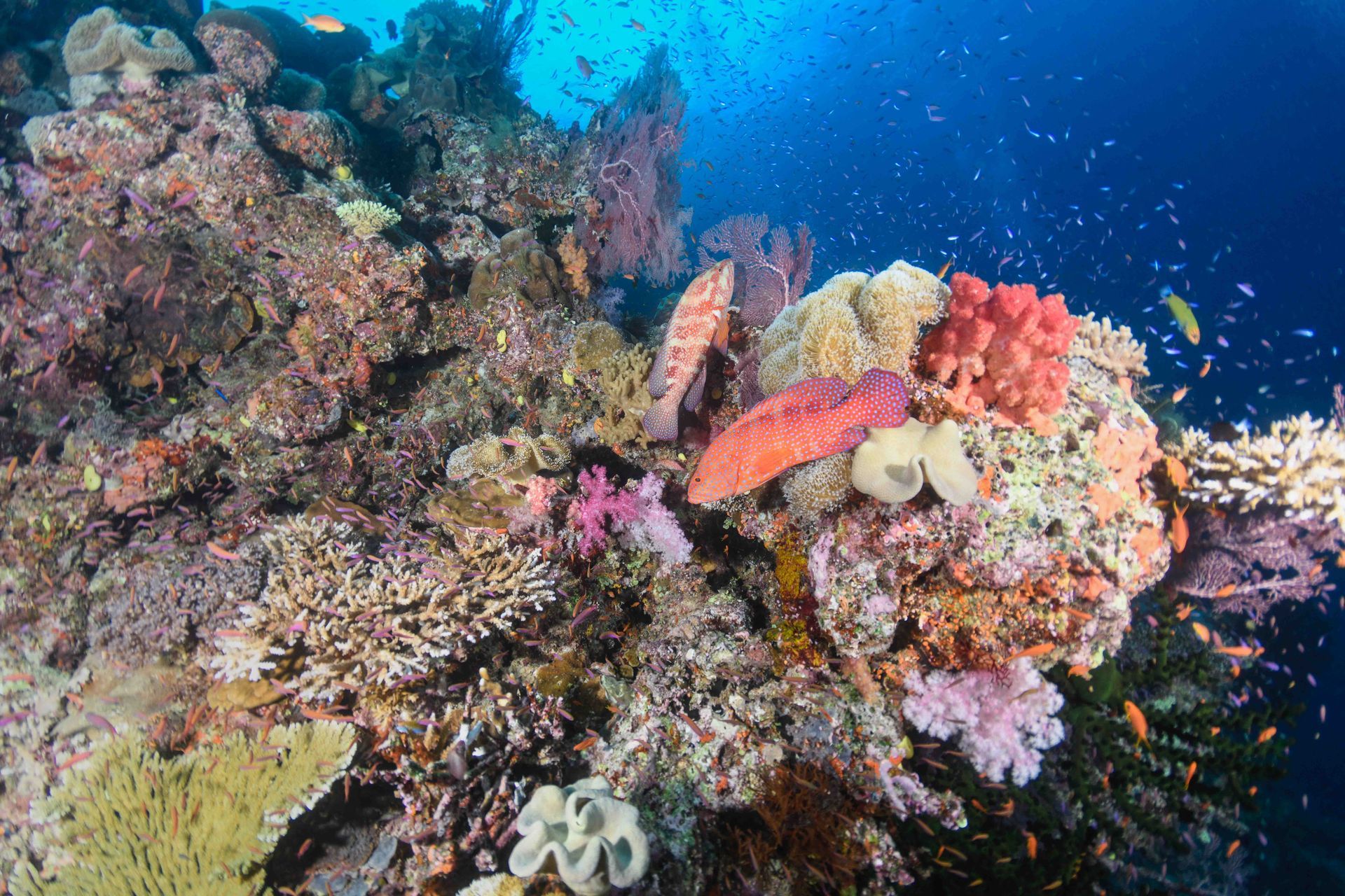 A technicolour soft coral reef in Fiji Islands at Namena Reserve, one of the most beautiful diving areas in Fiji