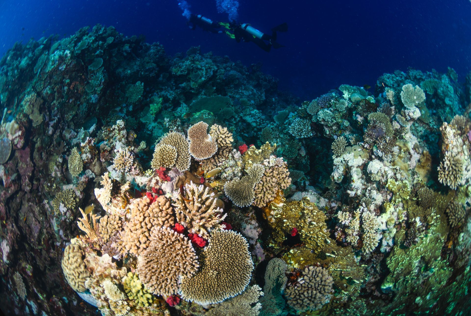 A hard coral garden on the unexplored  Great Astolabe reef in Kadavu, Fiji 