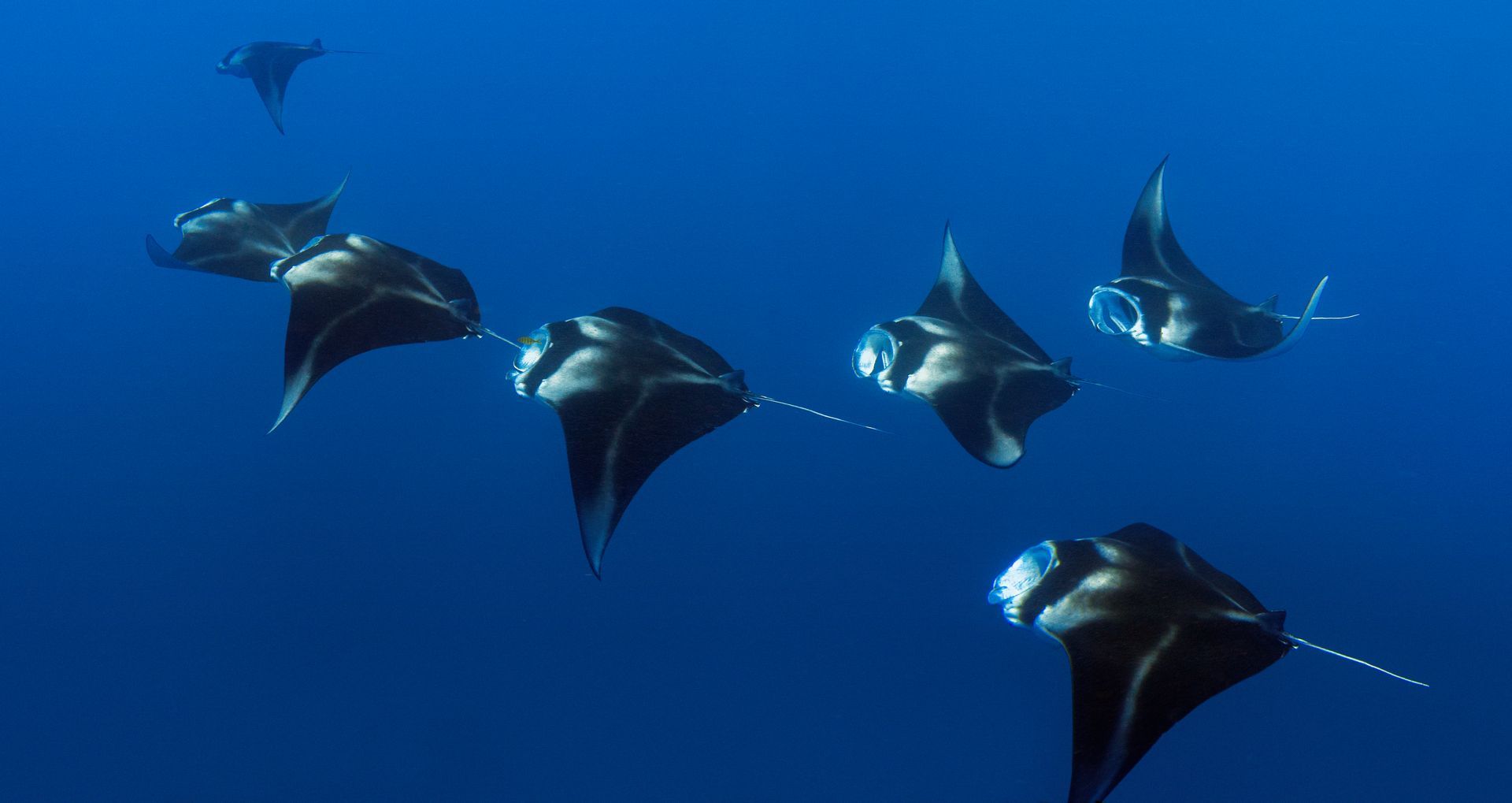 A line of manta rays swimming in the blue ocean in the same direction giving an incredible insight into the fantastic diving on the Great Astrolabe reef in Fiji 