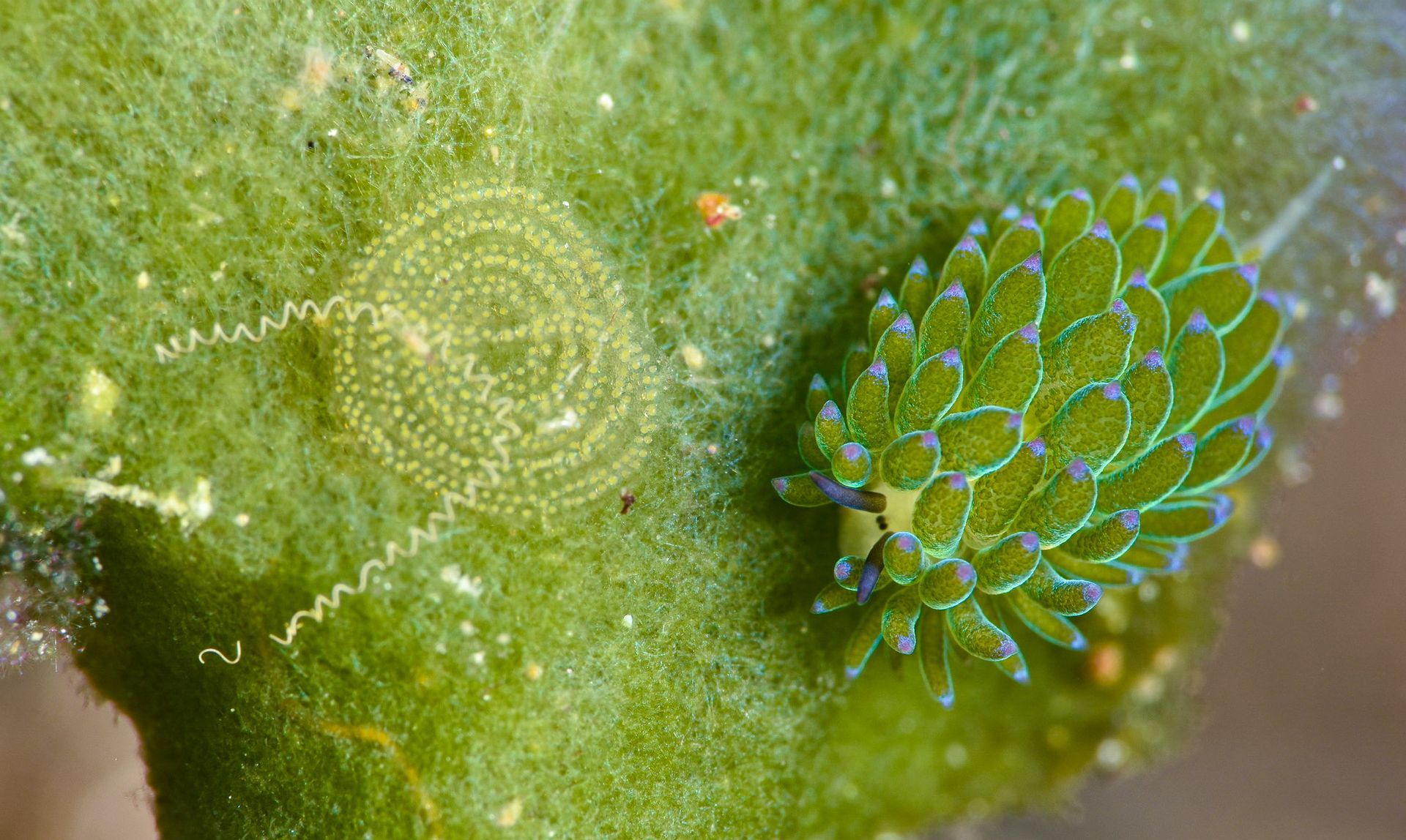 A tiny nudibranch macro image on a leaf next to an egg ribbon 