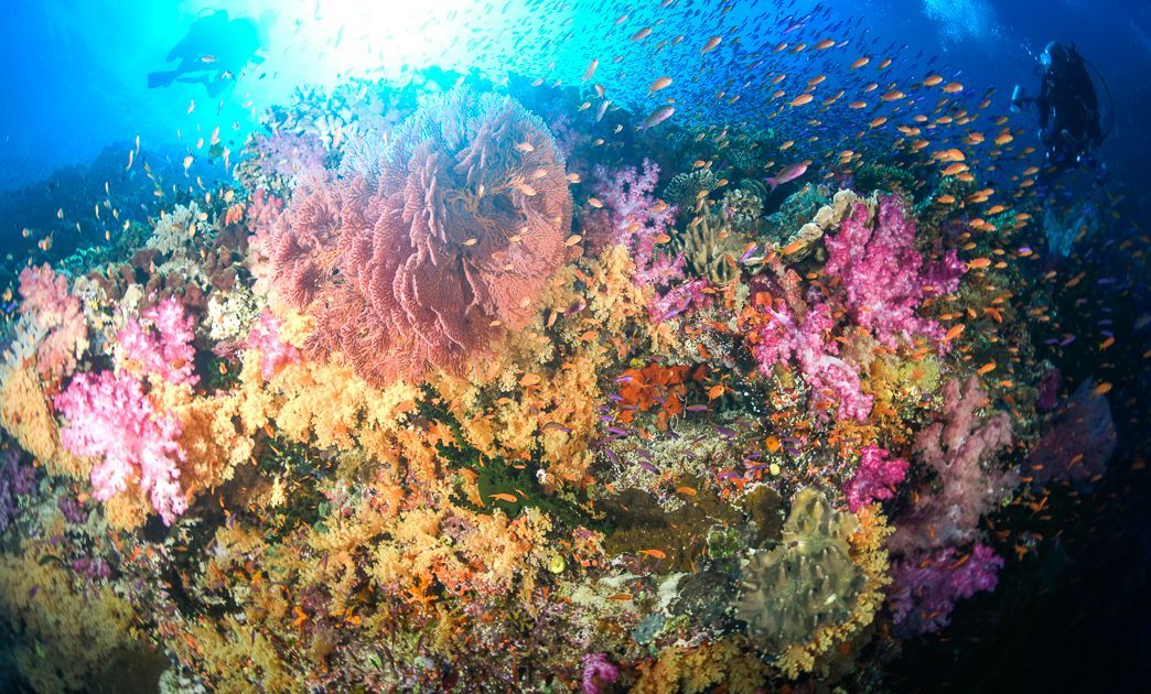 Yellow and pink soft corals on a spectacular reef at Volivoli beach resort 