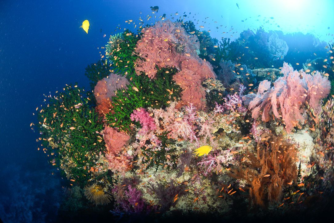 A soft coral garden in Bligh Water marine reserve in Fiji taken on an underwater photography dive package to Fiji 