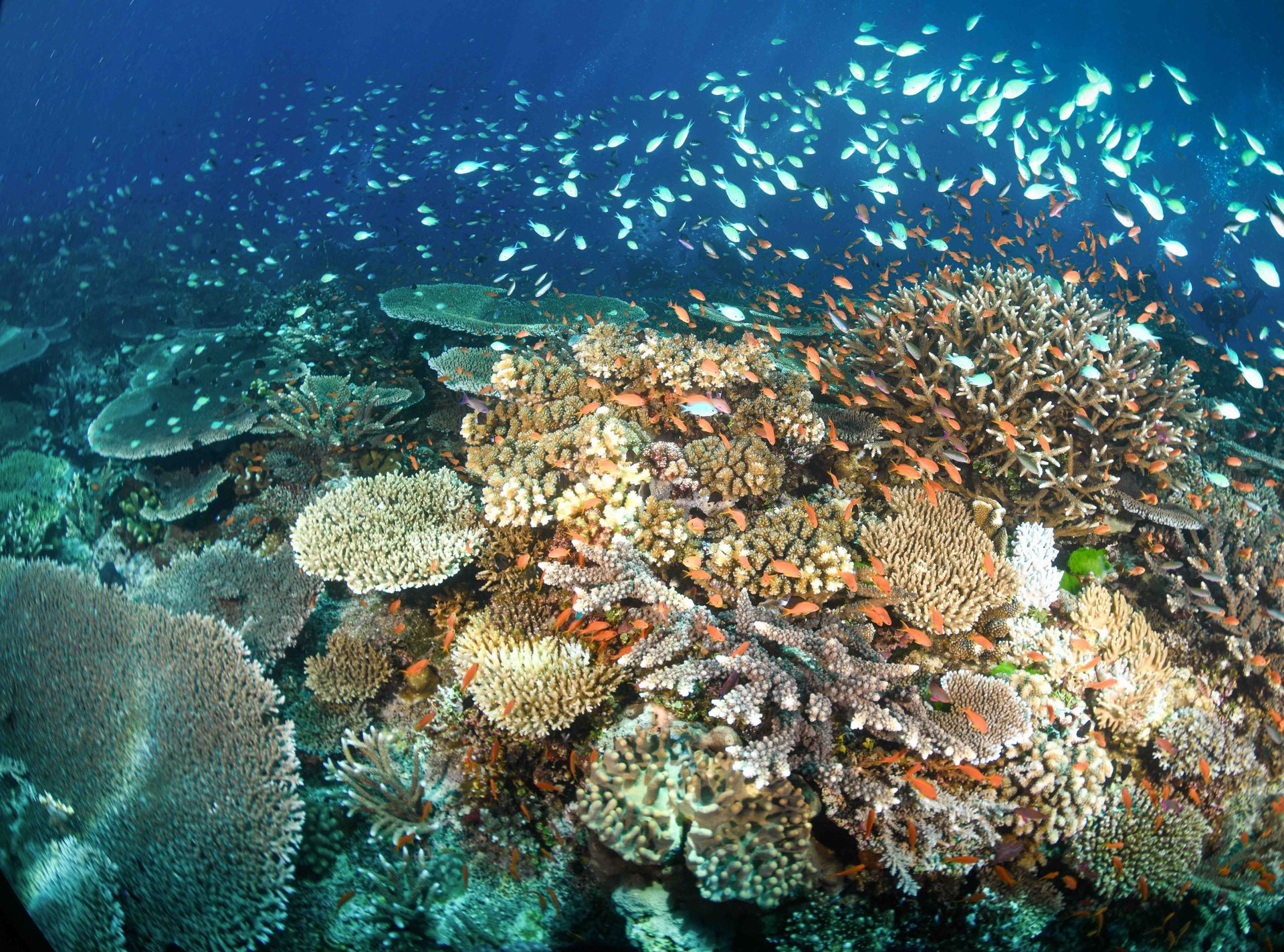 Small blue reef fish swim over the hard coral garden on a coral reef in Fiji.