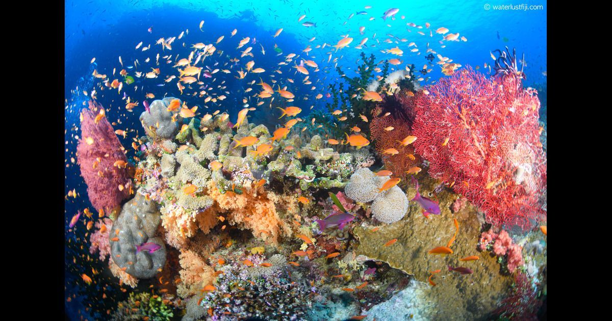 A fish covered coral reef in Fiji's Bligh Water covered in orange and pink corals