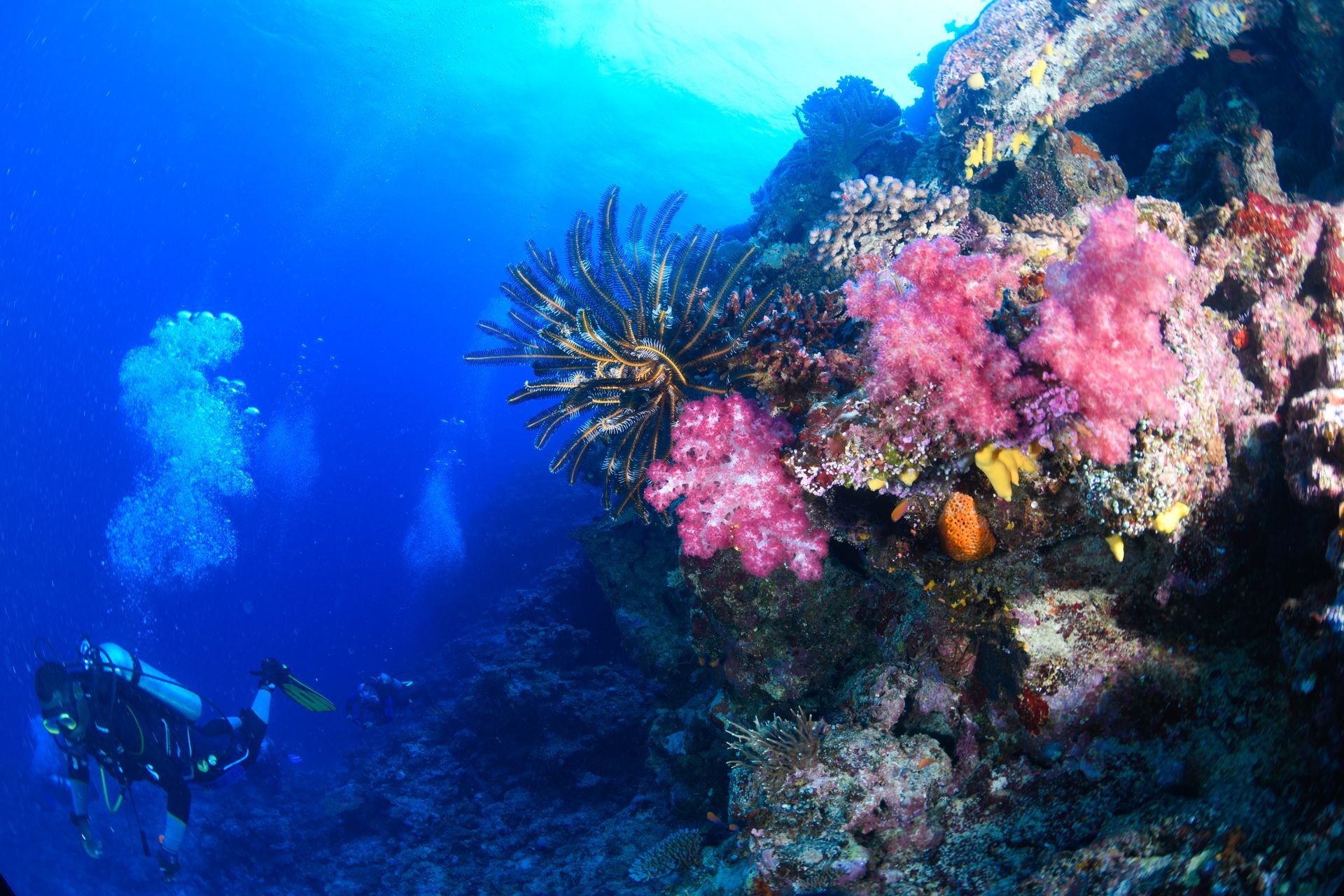 A diver exploring a pink soft coral decorated reef on the Great Astrolabe reef in Kadavu, Fiji 