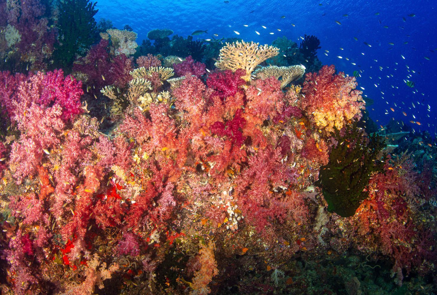 Soft corals in pinks, reds and yellows on Fiji's coral reef. Taken at Rainbow Reef