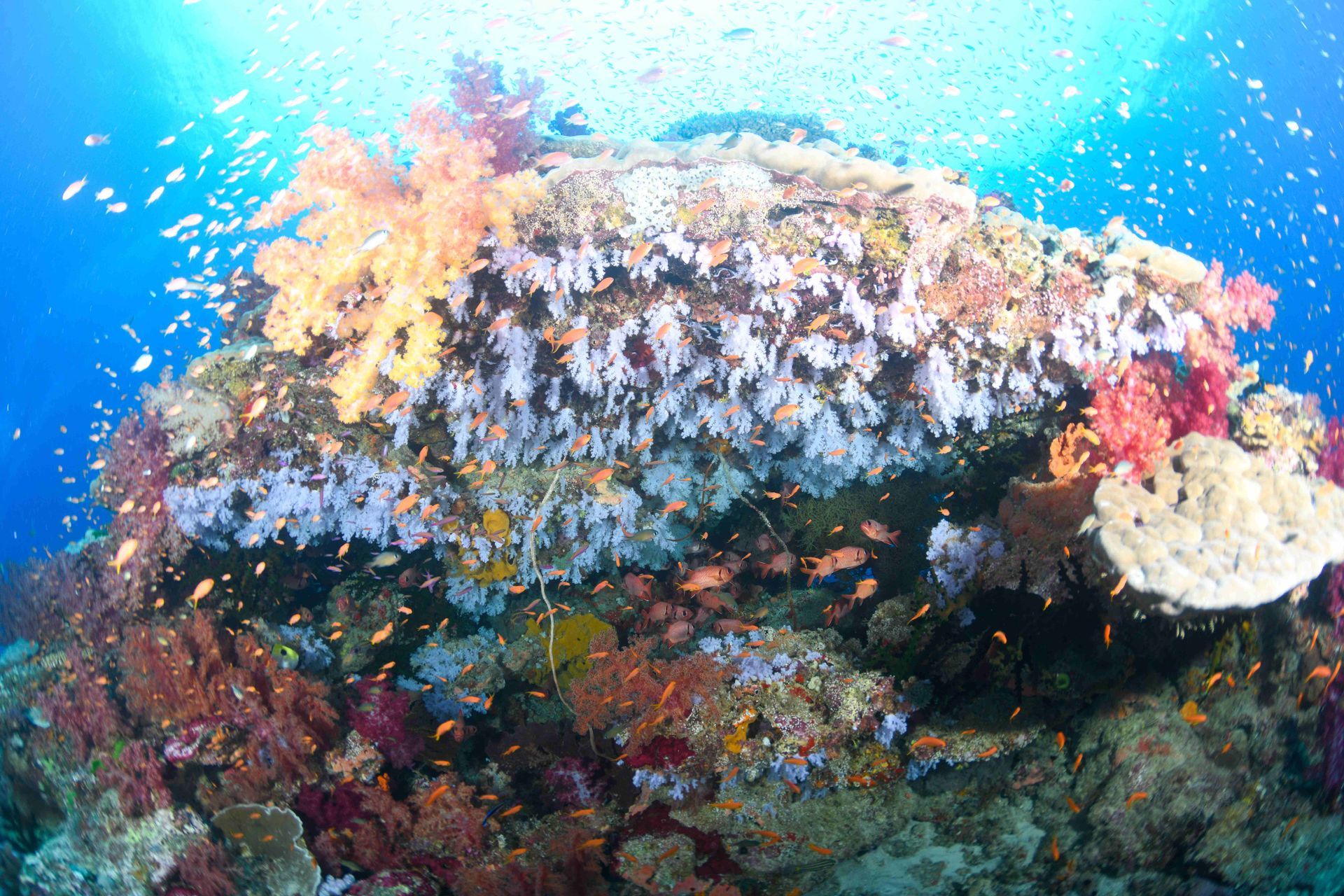A beautiful  coral reef with white soft corals dropping from a hard coral dome shape mingled with red and pink corals and red reef fish on Rainbow Reef in Fiji 