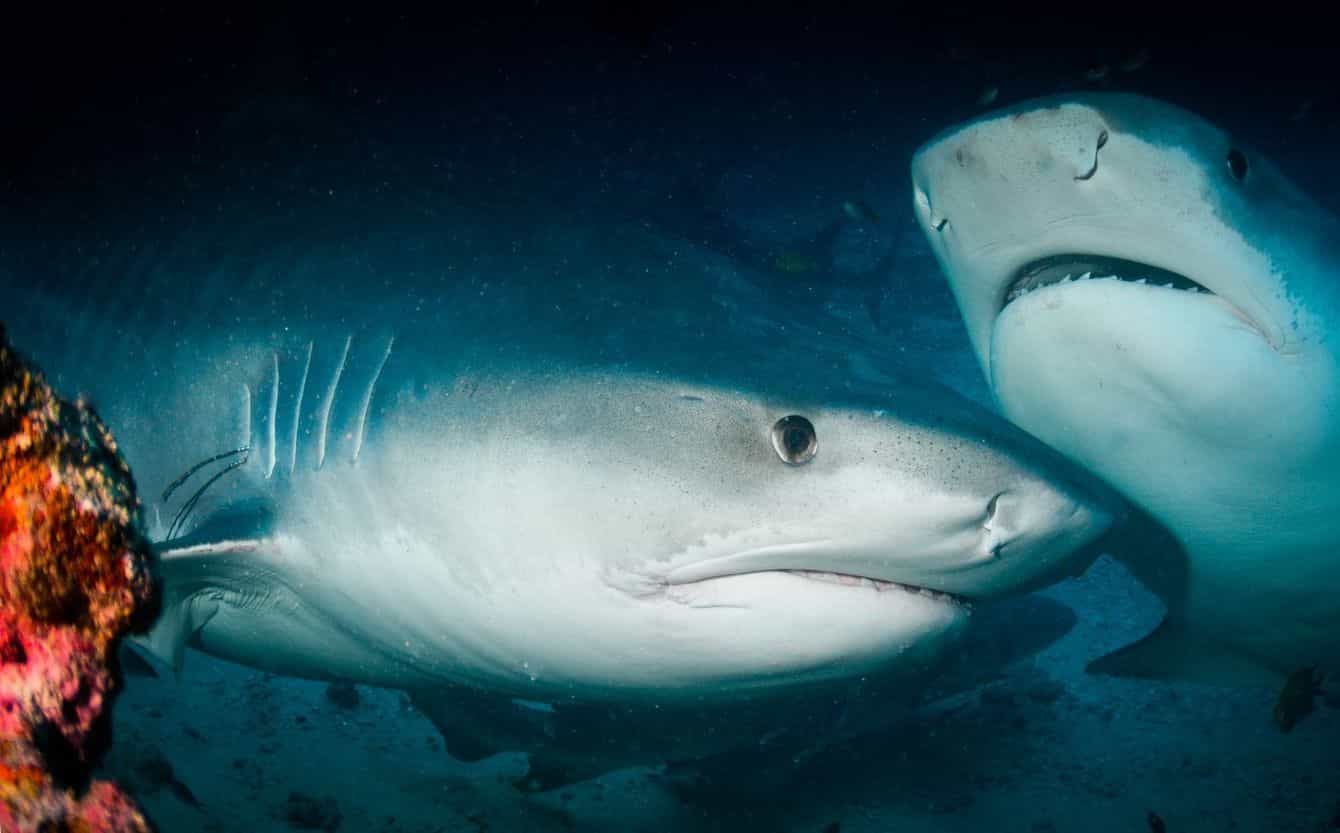 2 tiger sharks at the best shark dive in Fiji . Beqa Lagoon Resort's Cathedral dive site