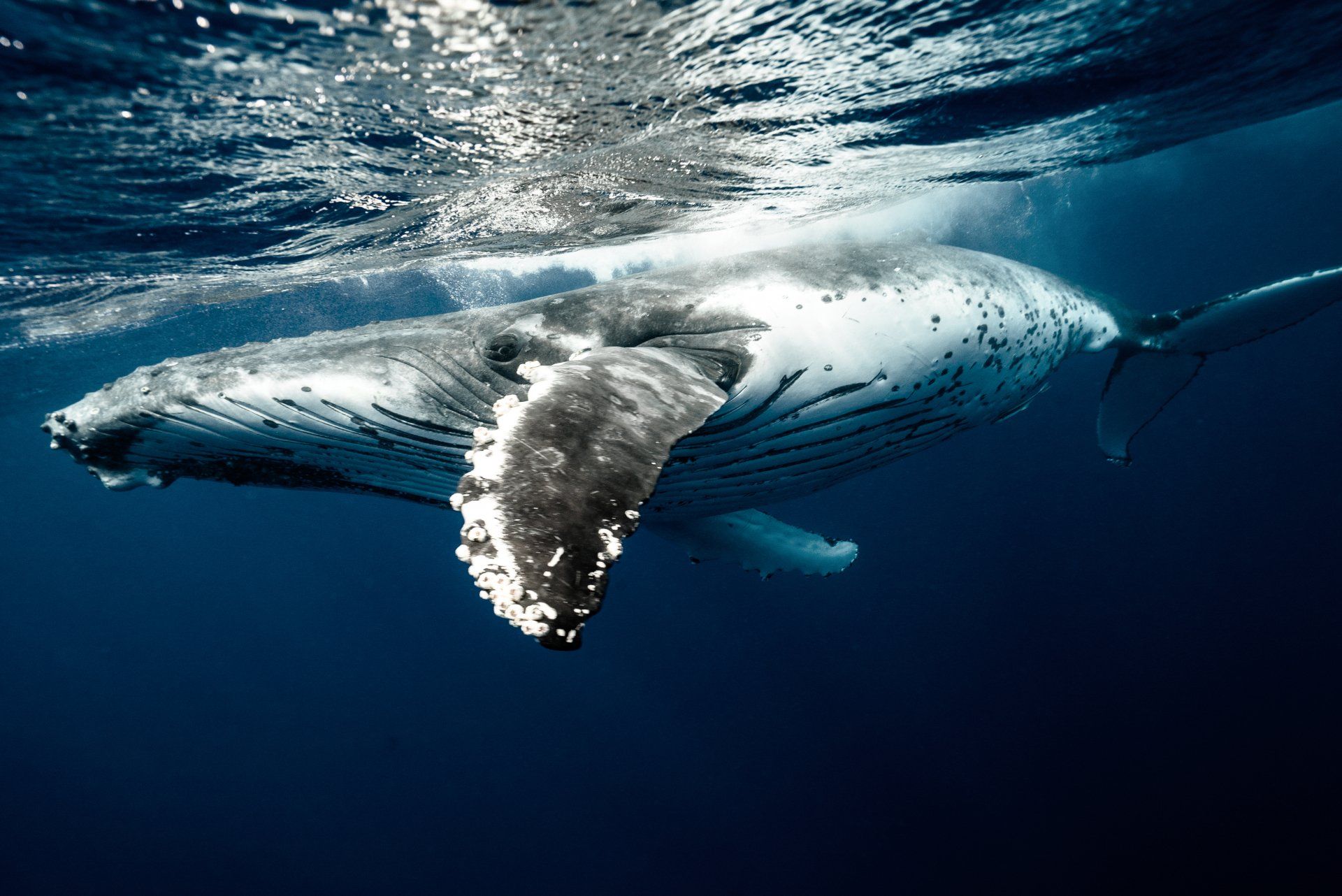 Humpback whales are majestic visitors to the Great Astrolabe reef in Kadavu between May to November