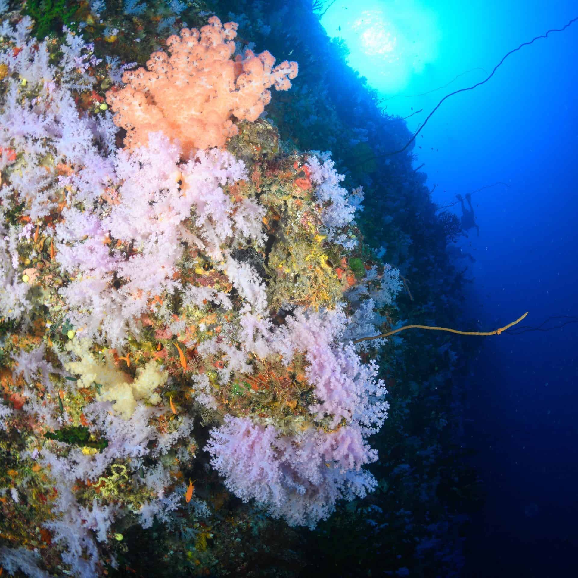 The soft corals glowing white on the Great White Wall in Fiji seen during a dive package to world famous Rainbow Reef