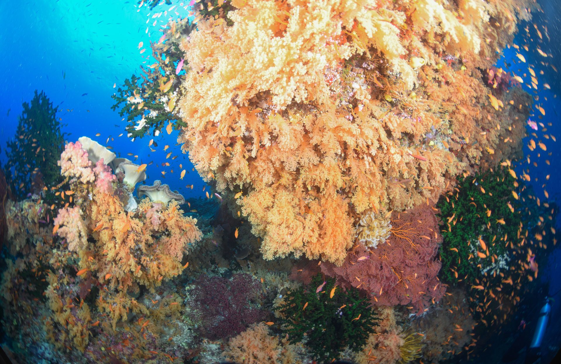Two large yellow coral covered stacks surrounded by orange fish at the dive site known as Mellow Yellow in Fiji representing one of the best dives in the world 
