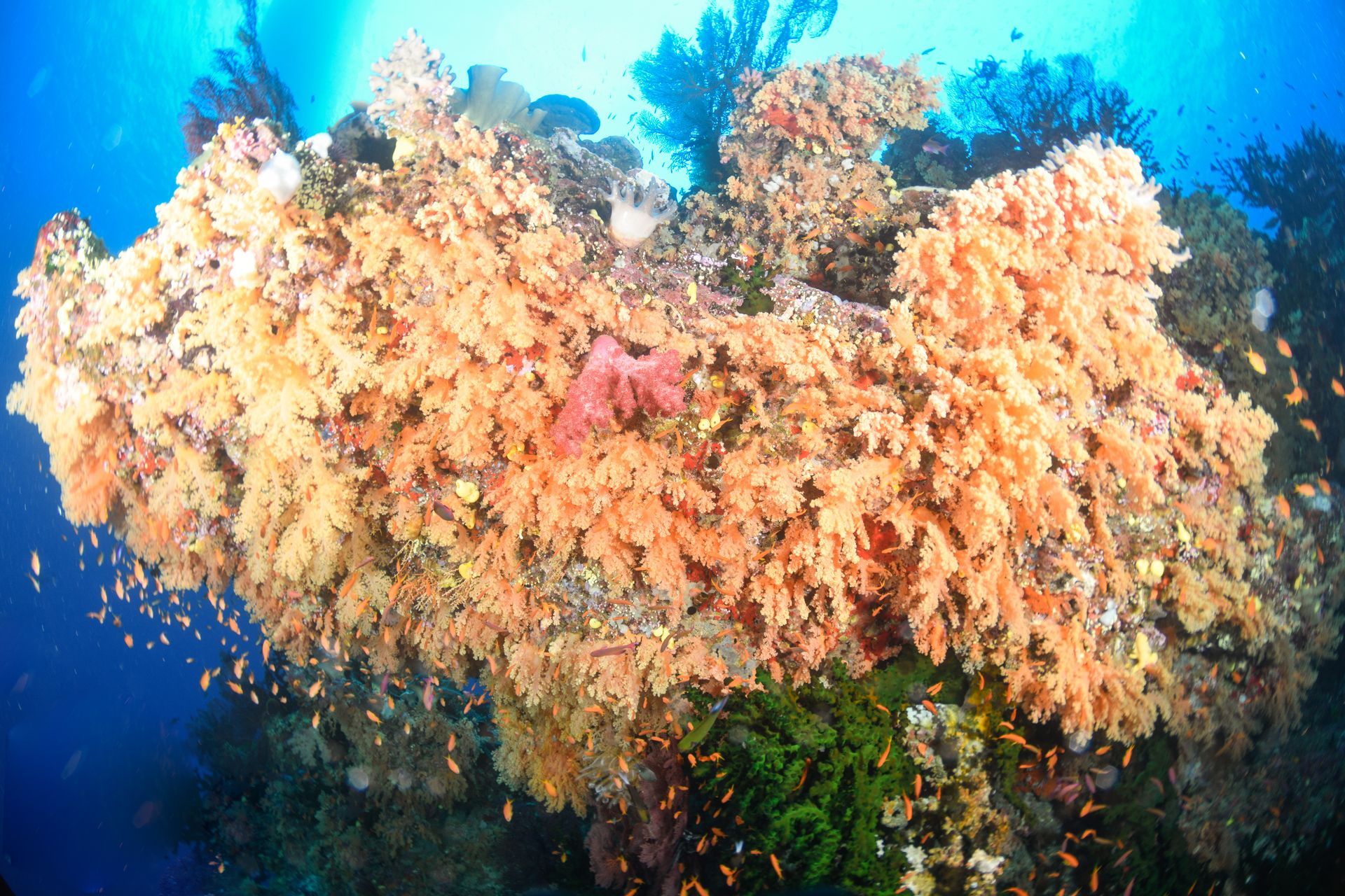 Yellow soft corals on the coral reef in Bligh Water Fiji as seen by divers staying on a 7 day and 12 dive package at Volivoli Beach Resort 