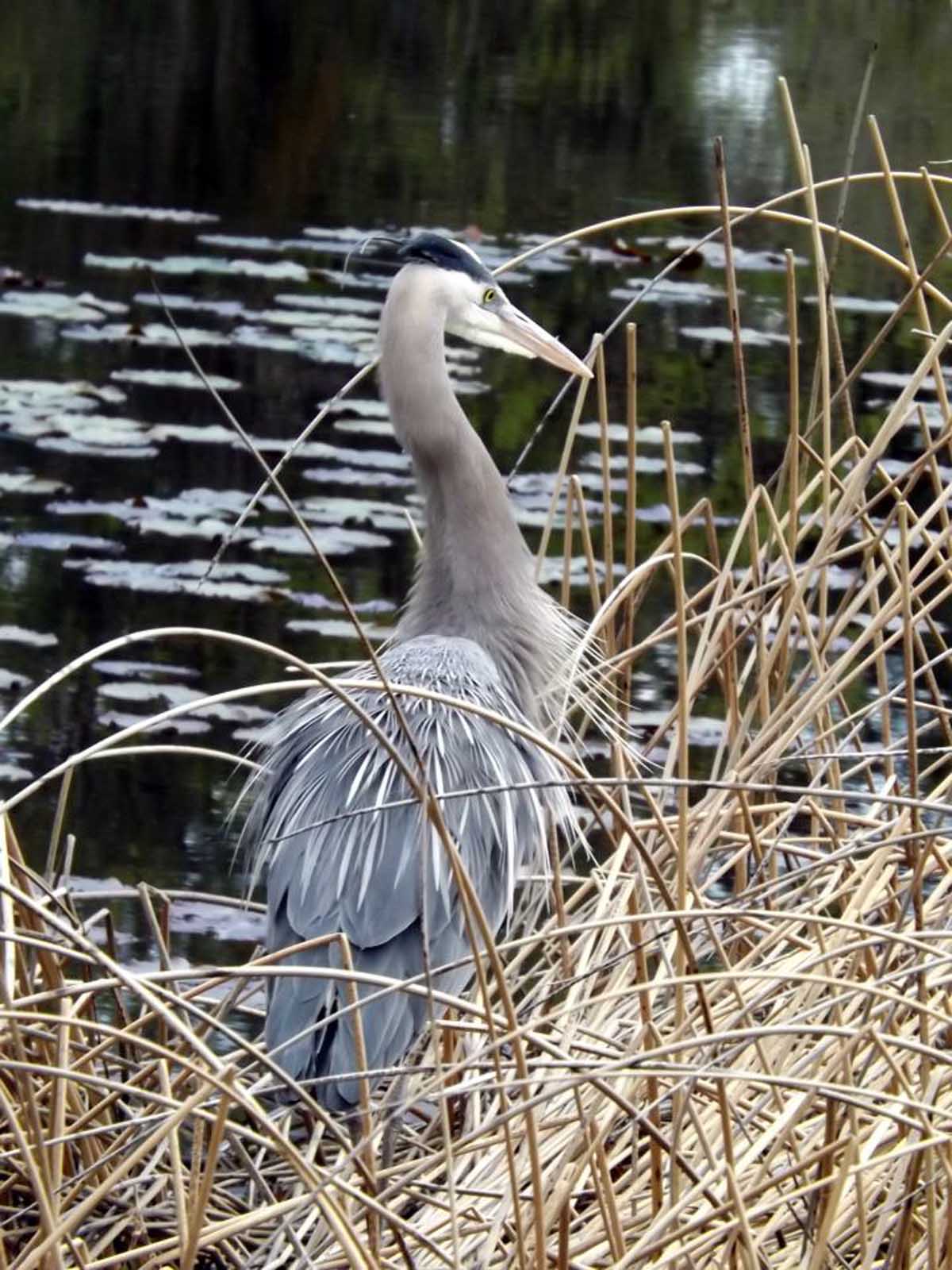 Rockcliffe Apartments