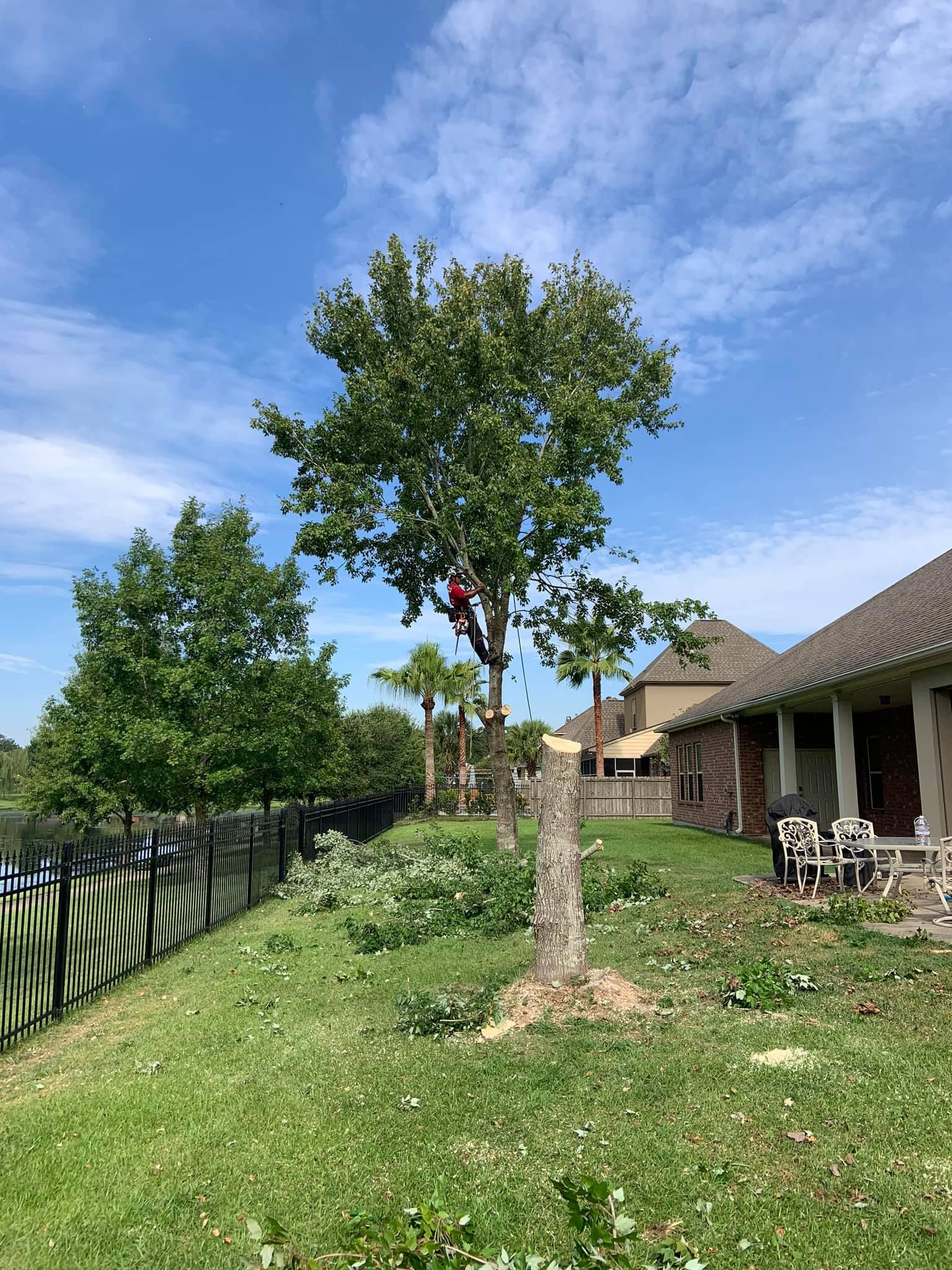 A man is climbing a tree in the backyard of a house.