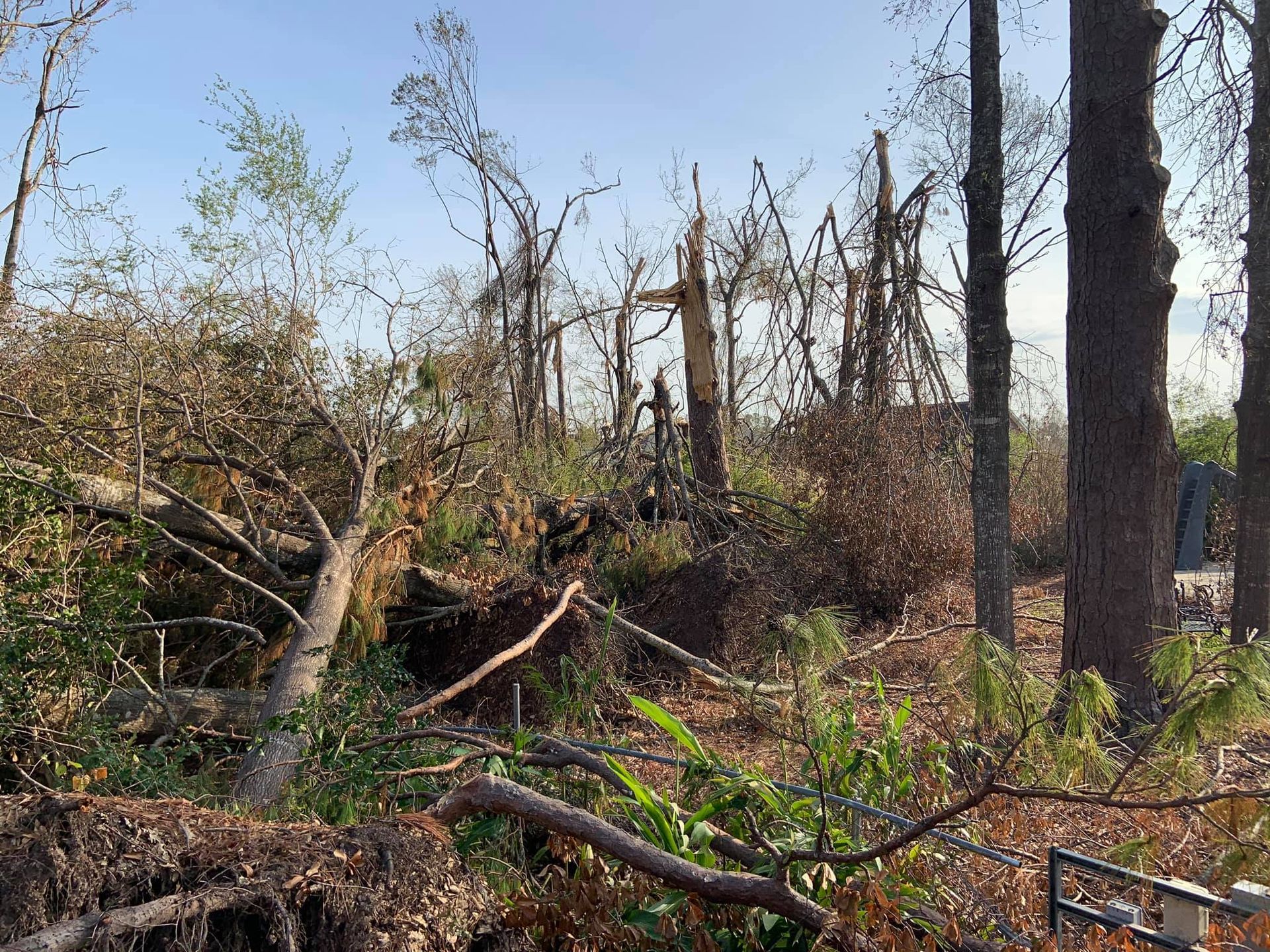 A pile of fallen trees in a forest with a blue sky in the background.