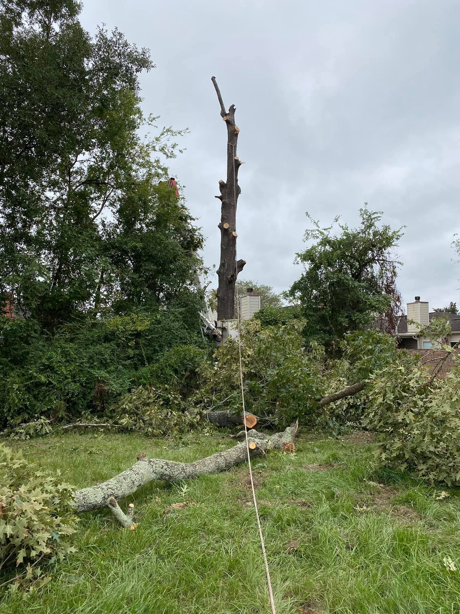 A tree is being cut down in a yard with a chainsaw.