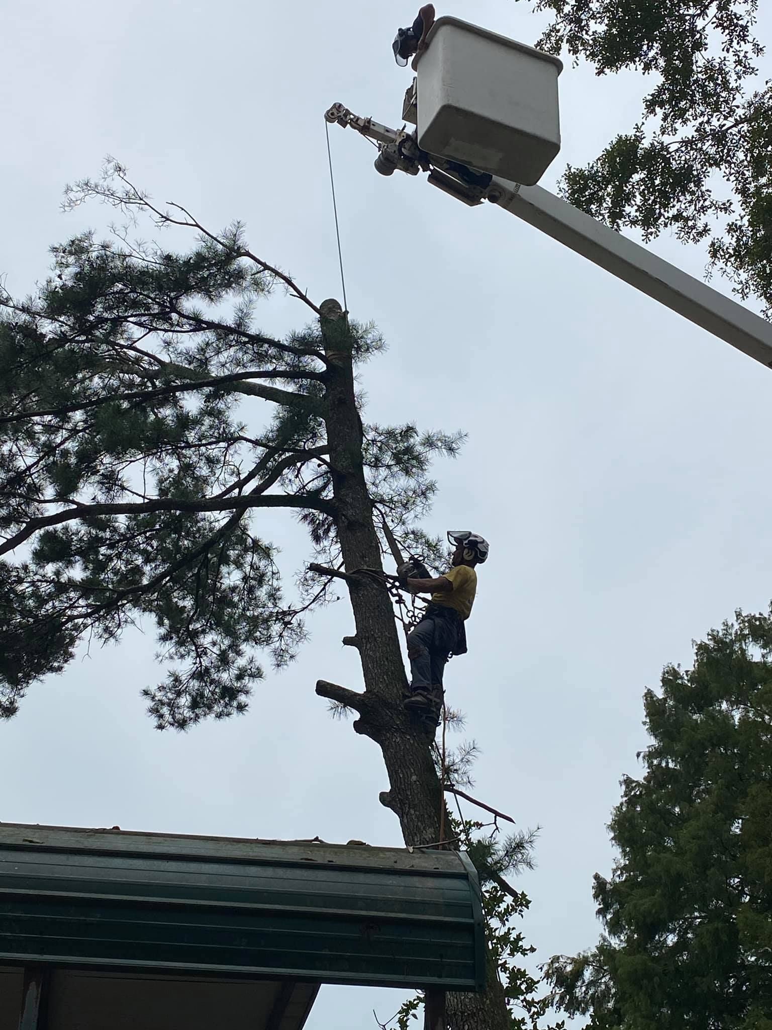 A man in a bucket is cutting a tree
