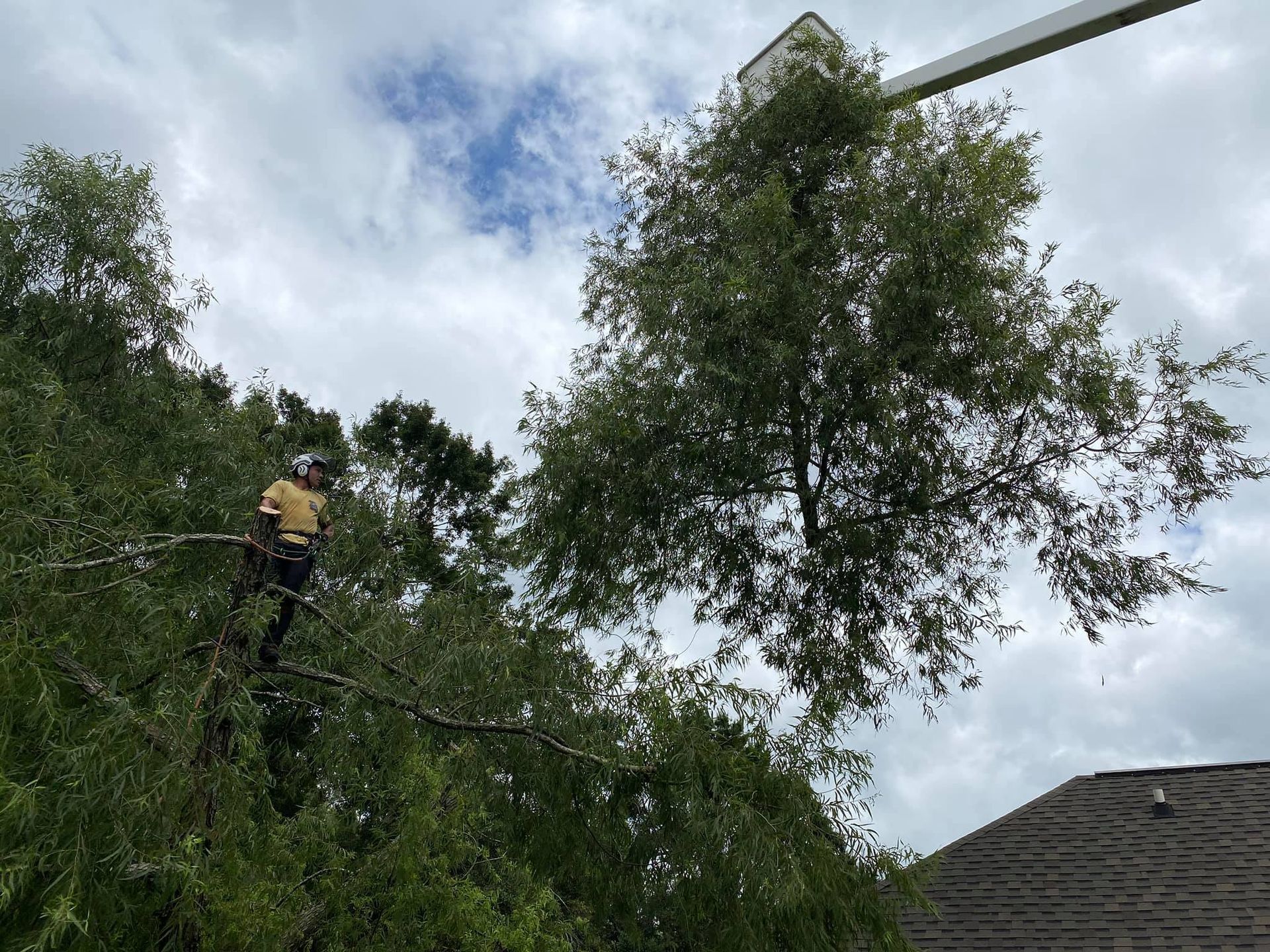 A man is cutting a tree with a chainsaw.