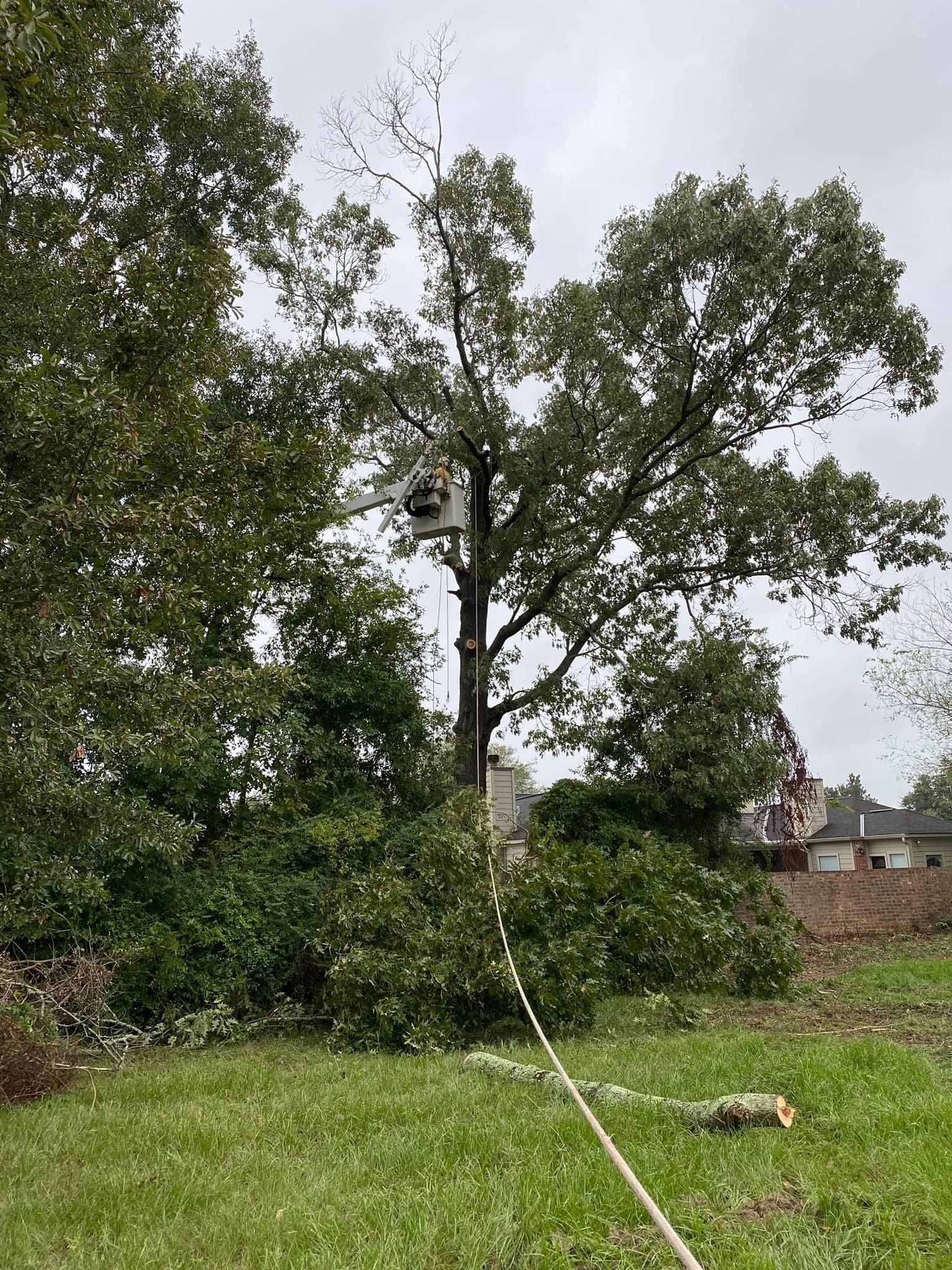 A tree is being removed from a yard with a rope attached to it.