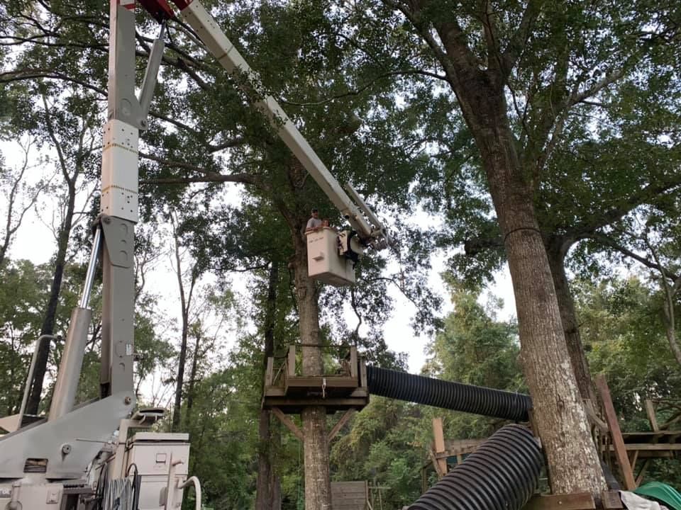 A man in a bucket is working on a tree