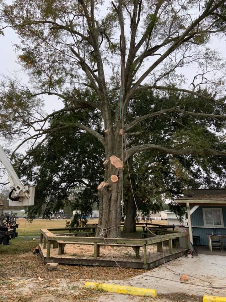A large tree is being cut down in a park.