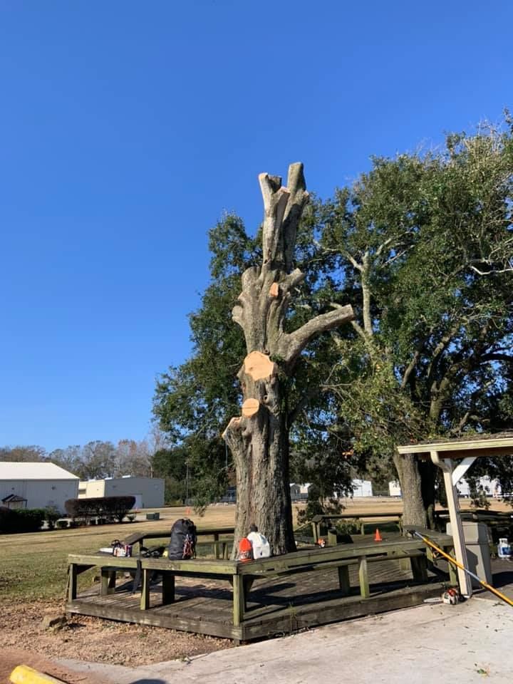 A large tree is being cut down in a park.